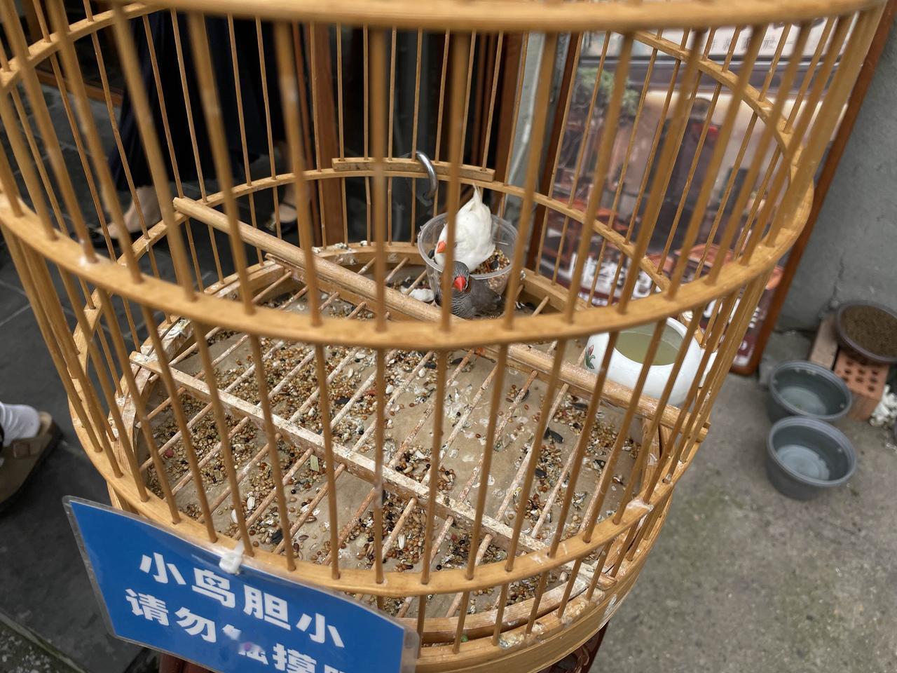 秋季的🐦