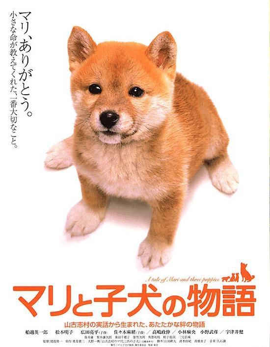 《爱犬的奇迹》2007
日本家庭温情动物剧情片
改编 2004 年新潟中越地震真