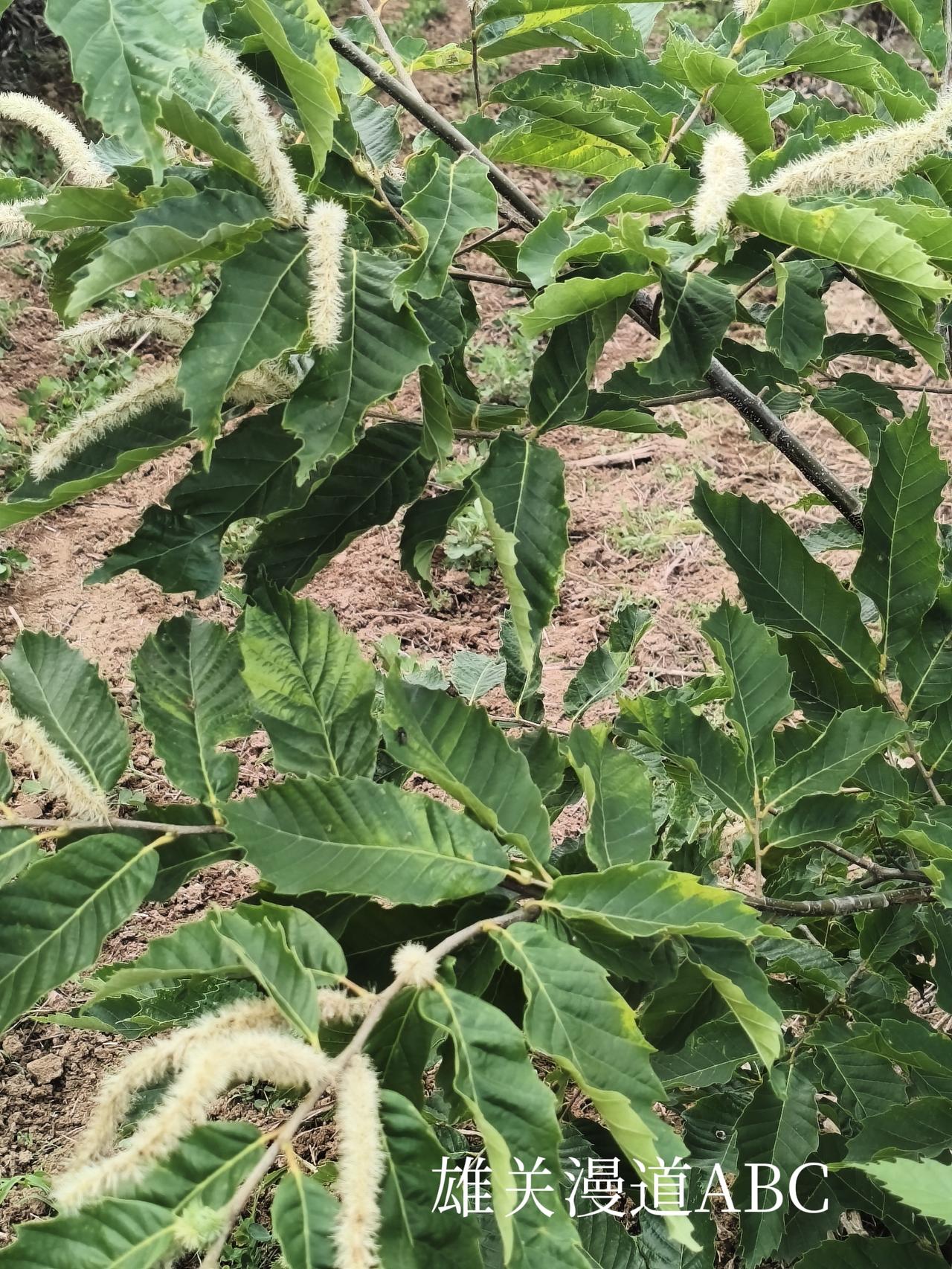以下是板栗树开花的花穗，拍摄于肥城市潮泉镇！
头条首发