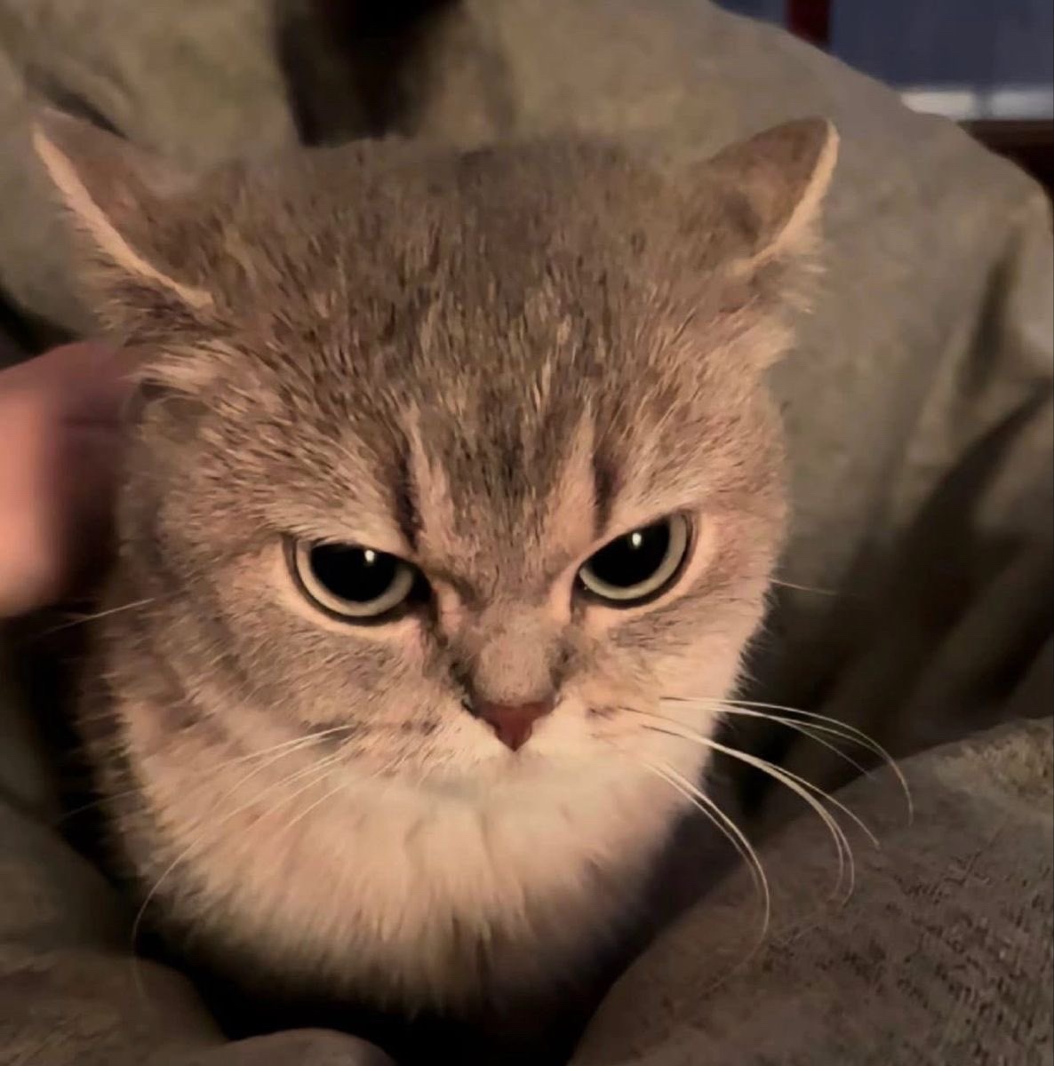 野村一天到晚就画他那个meme小猫图 
