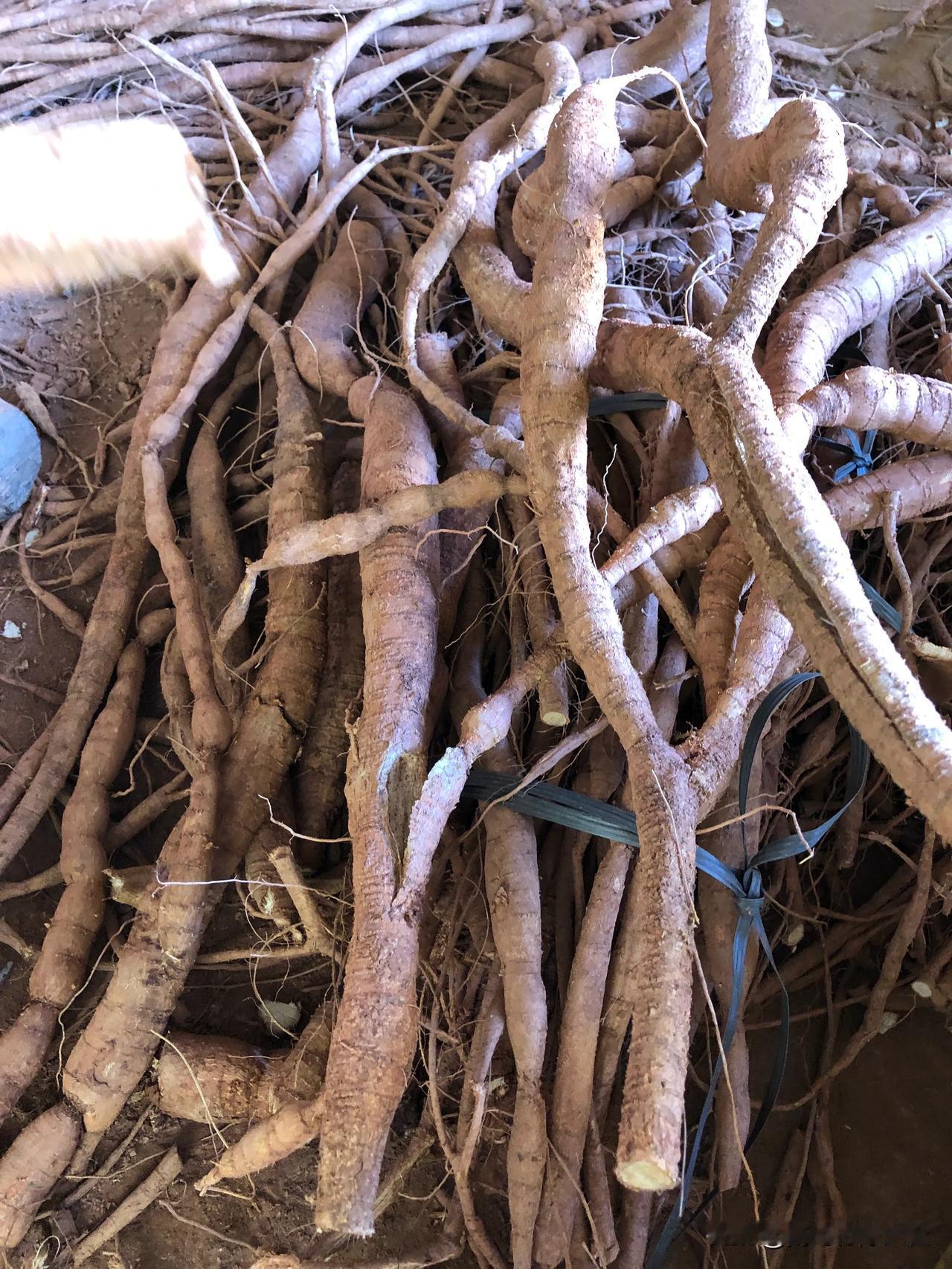 全是大牛！就问你牛不牛？！[呲牙] #牛大力#