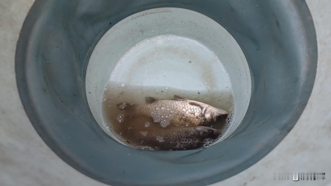 带着两条鲫鱼骑了七十公里，中午还倒车了还活得好好的，我说鲫鱼很好养，罗非早挂了。