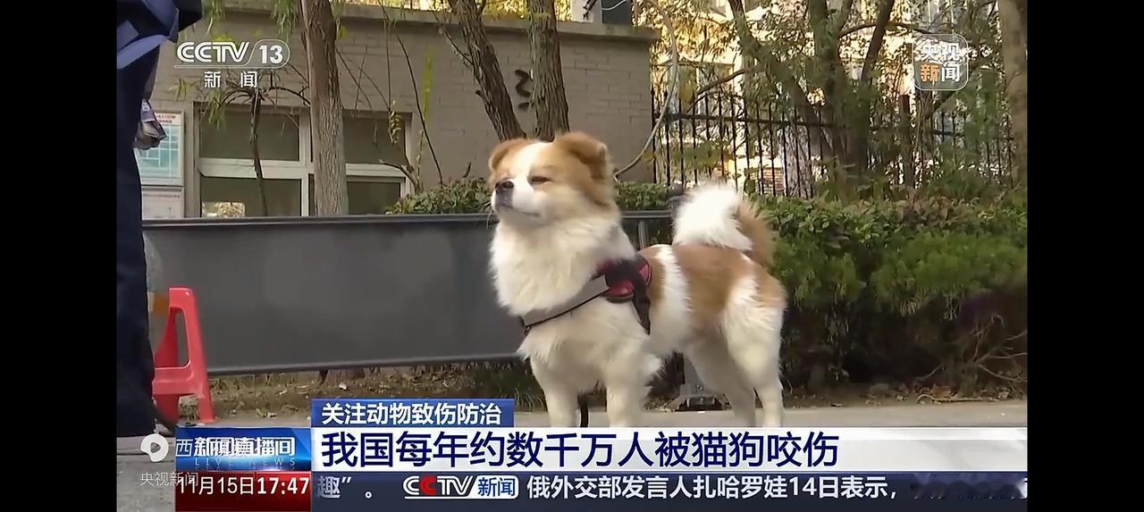 2024-2025年，全国狗伤人的情况严重！
 
中国小动物保护协会的“统计”显