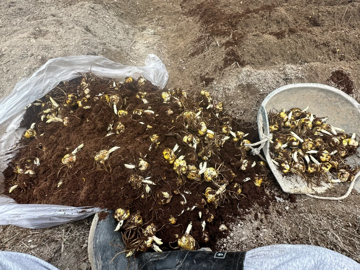 明天有福州地区的花友，想帮忙种花的吗？