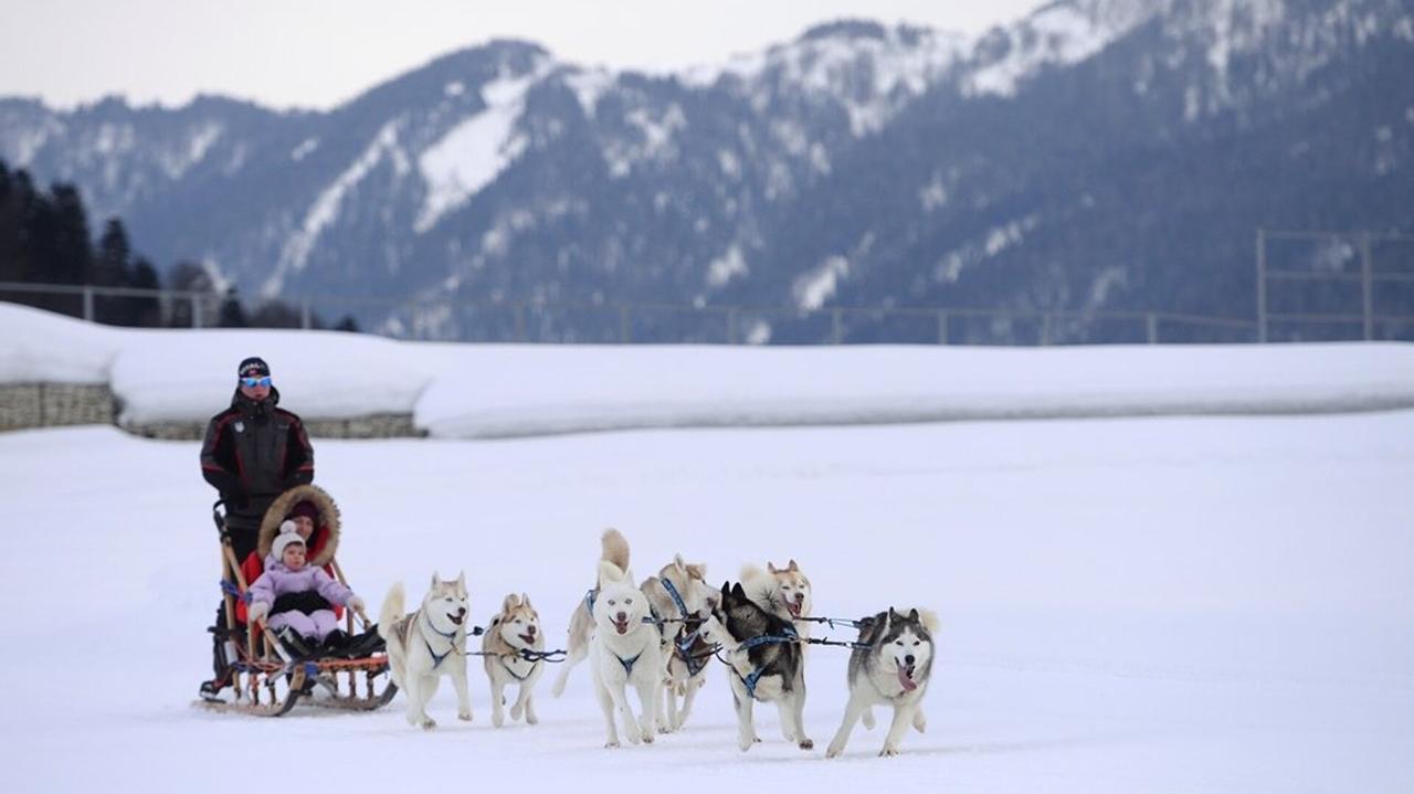 丹麦退役军官在特朗普嘲讽后为格陵兰岛狗拉雪橇巡逻队发声

俄罗斯卫星通讯社 20