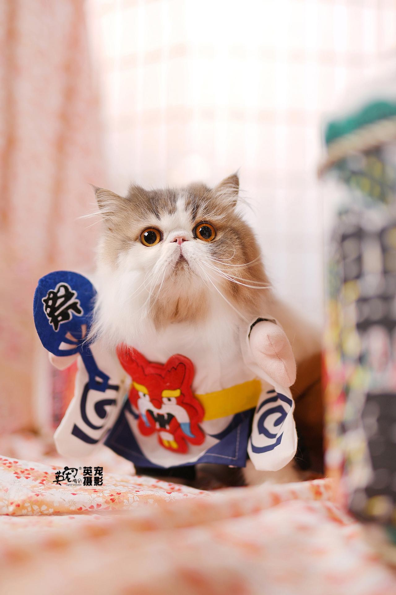 无论猫狗，无论城市
只有你不敢约，没有我不能拍
全国通用，亚宠展8折预约，拍一套