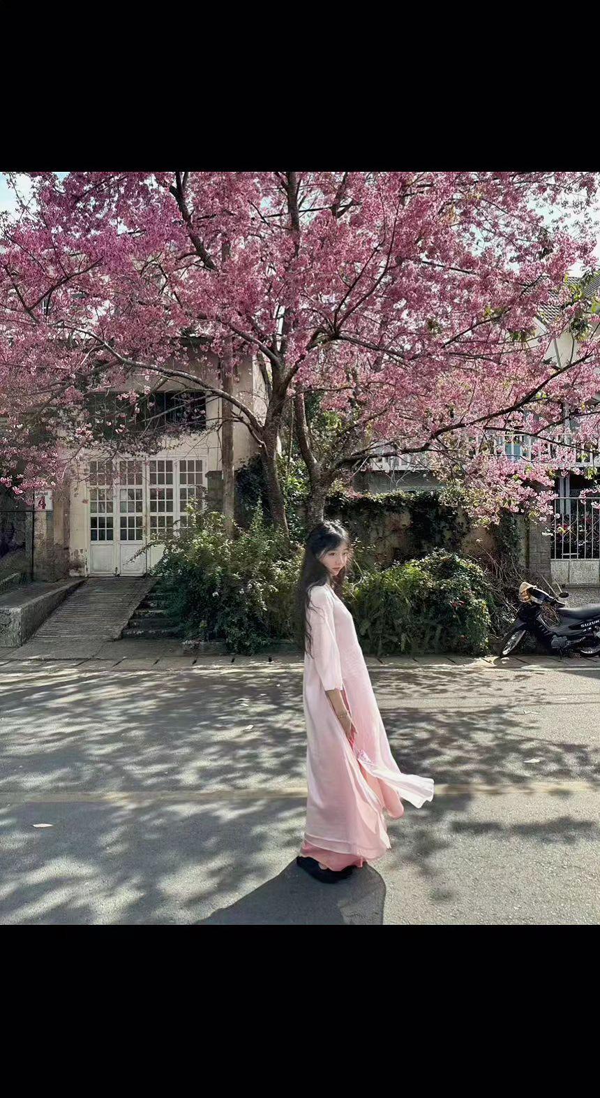 🌸粉樱落肩头时，风都成了诗人✍️。旧巷光影里，连时光都走得轻悄悄～