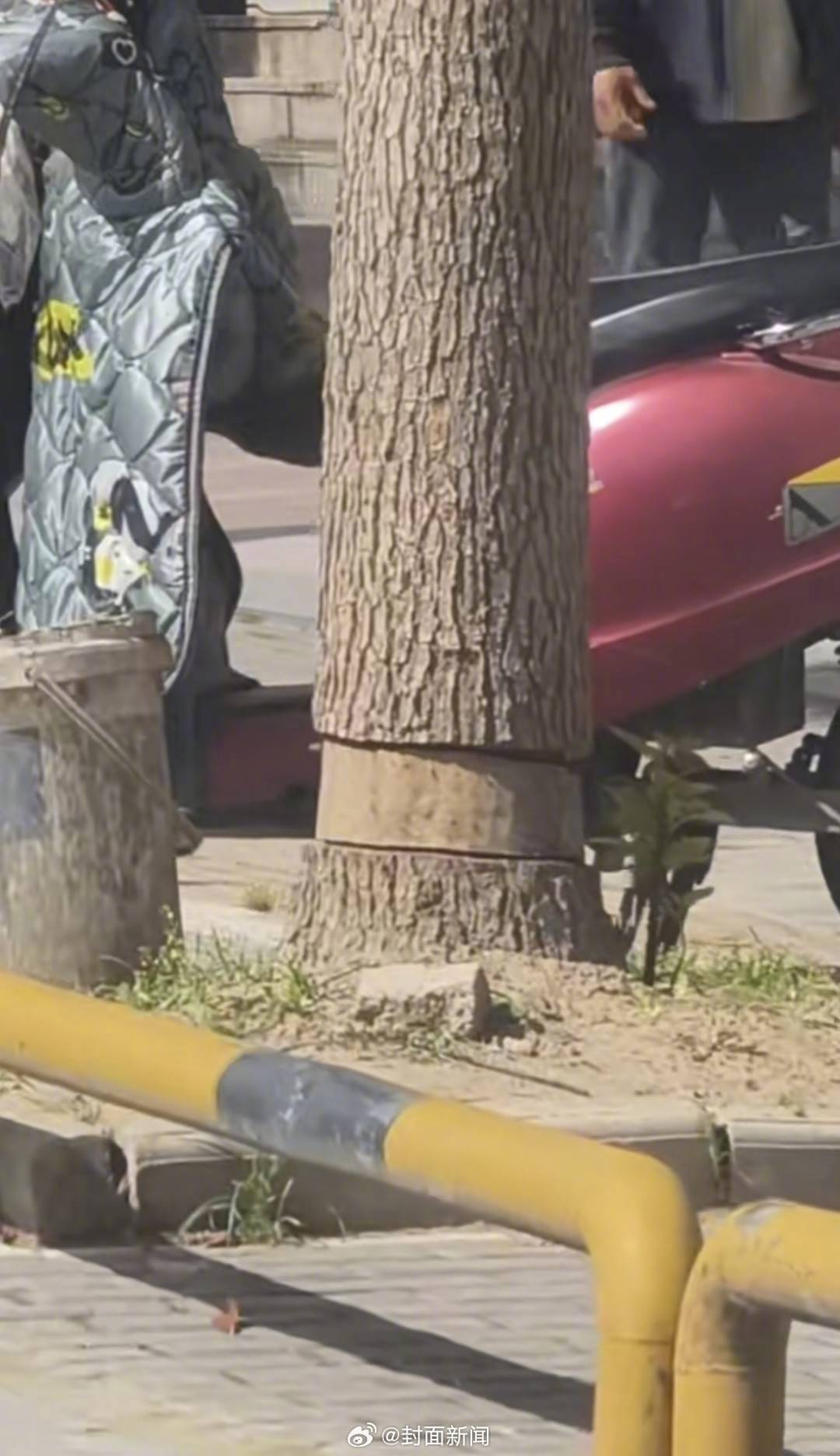 【#安徽一街道多棵行道树被环割树皮# 当地：系人为，已报警】近日，有网友称，安徽
