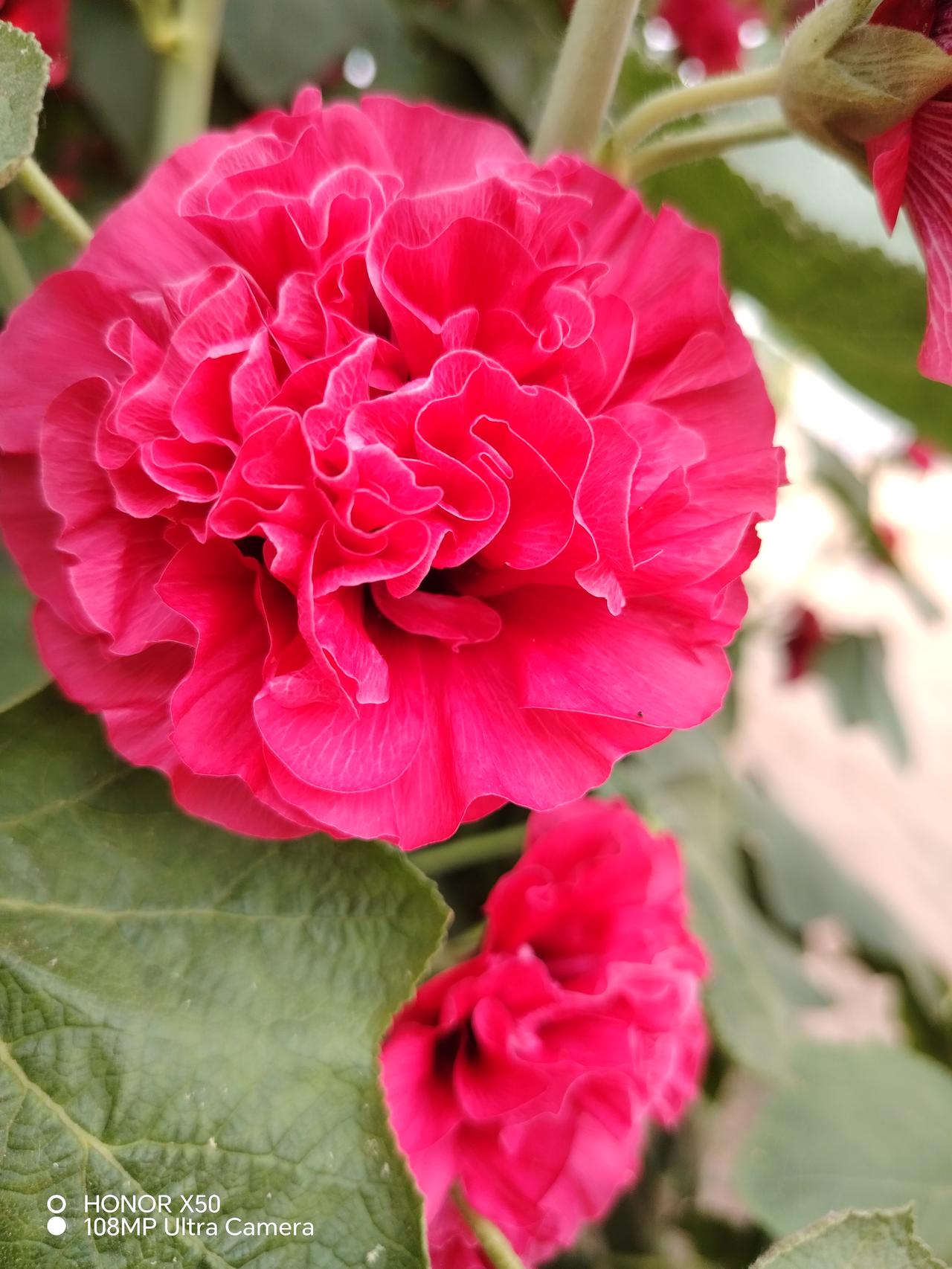 惊艳的粉色花朵，绽放在绿叶之间，美不胜收！🌸💕