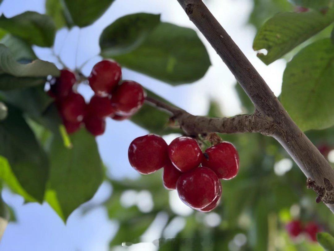 #心疆奇产[超话]#🍒｜新疆车厘子深邃的色泽，浓郁的果香，穿越四季的等待，只为