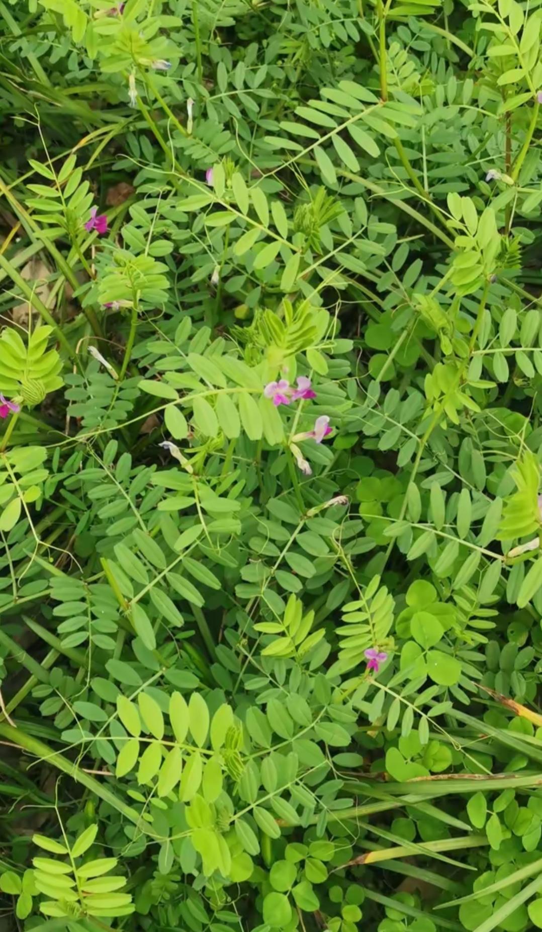 一片绿油油的野草，点缀着紫色小花。大家看看这是什么植物，还有小花🌸和以前的老槐