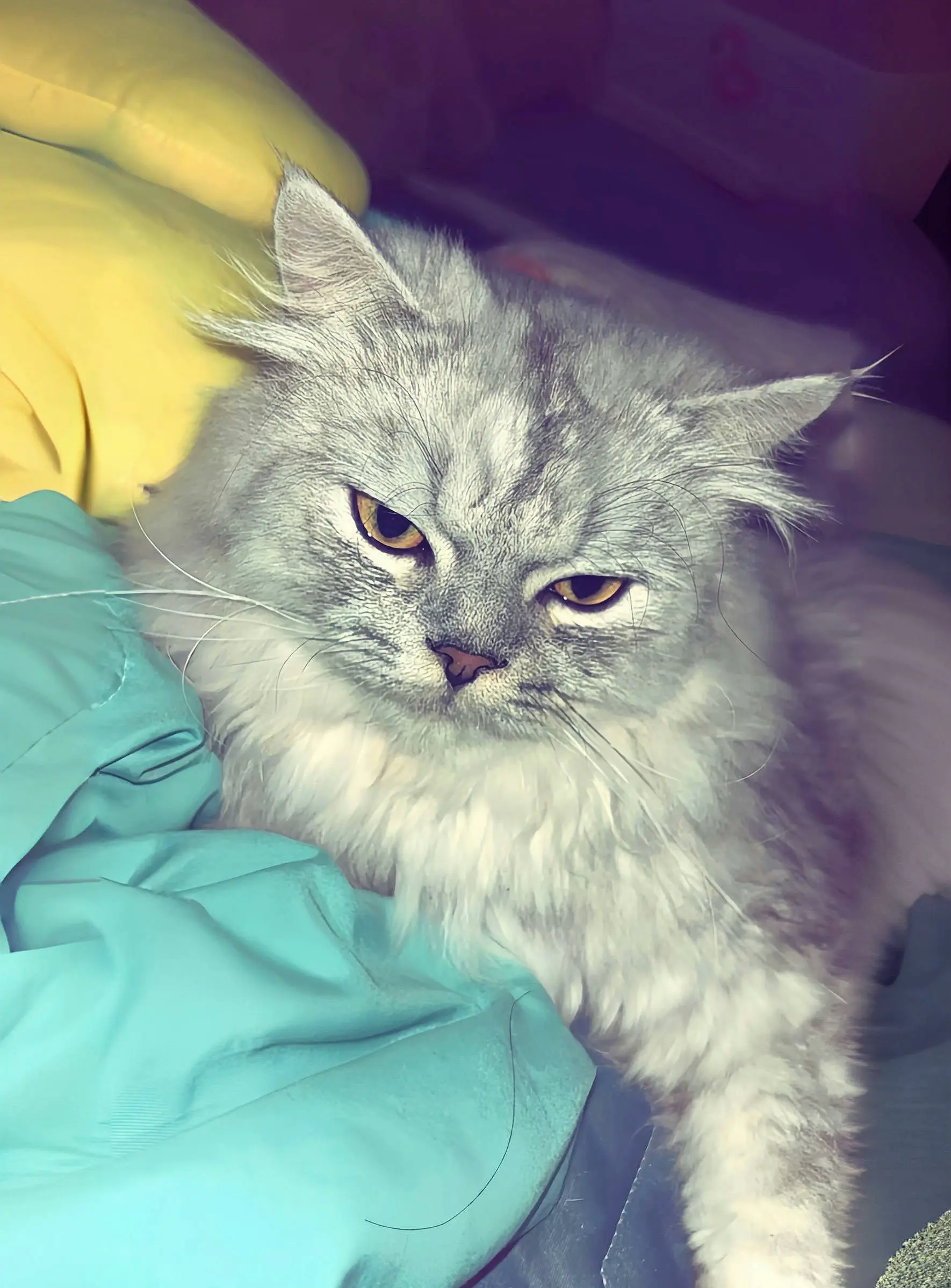 你那软绵绵的小猫就别配硬曲了