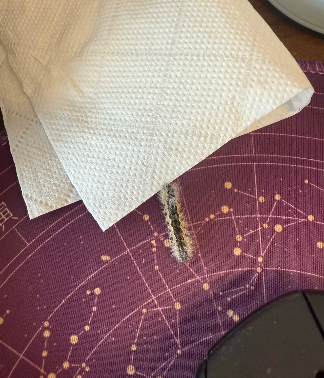 北京毛毛虫啊？？北京最近出现了好多这东西？这看着也太吓人了[裂开] ​​​