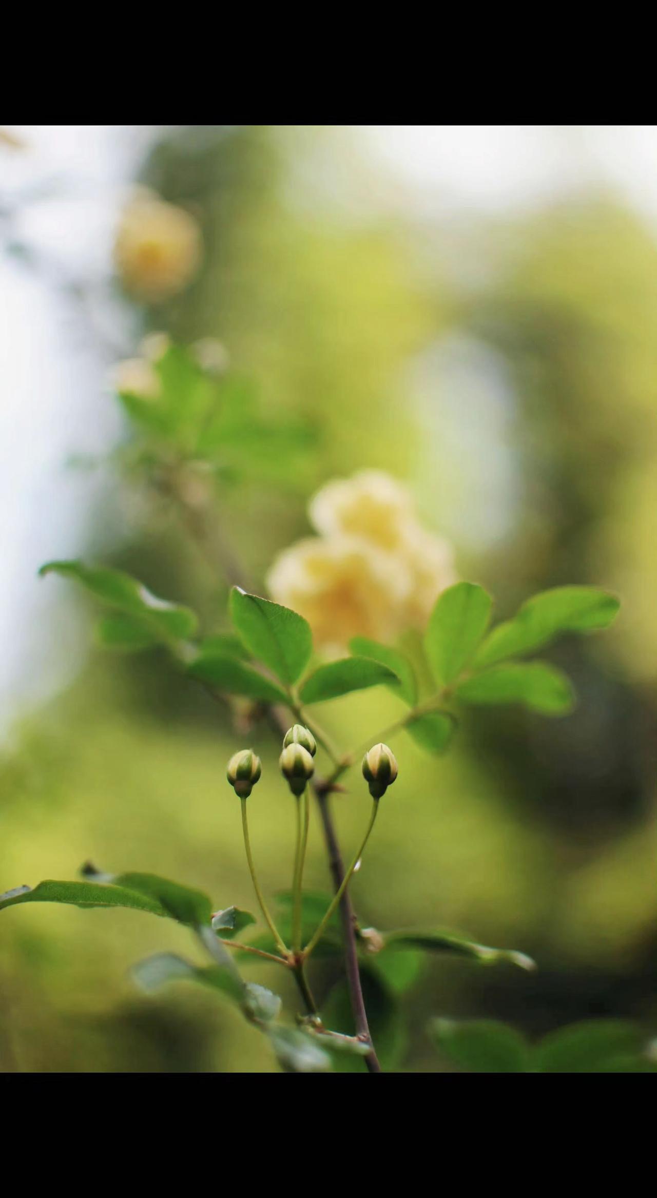 🌼嫩黄藏在绿雾里，花苞是春天攥紧的小拳头👊。时光不语，却把秘密都酿成了芬芳✨