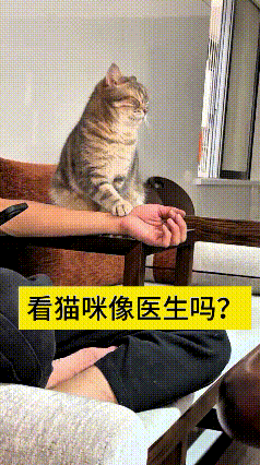 恁瞅瞅俺家这小猫咪，往主人手腕上一趴，小爪子稳稳搭在脉搏上，跟坐诊老中医一模一样