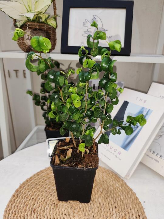 🌿【卷叶榕】小众绿植界的“烫发小可爱”！