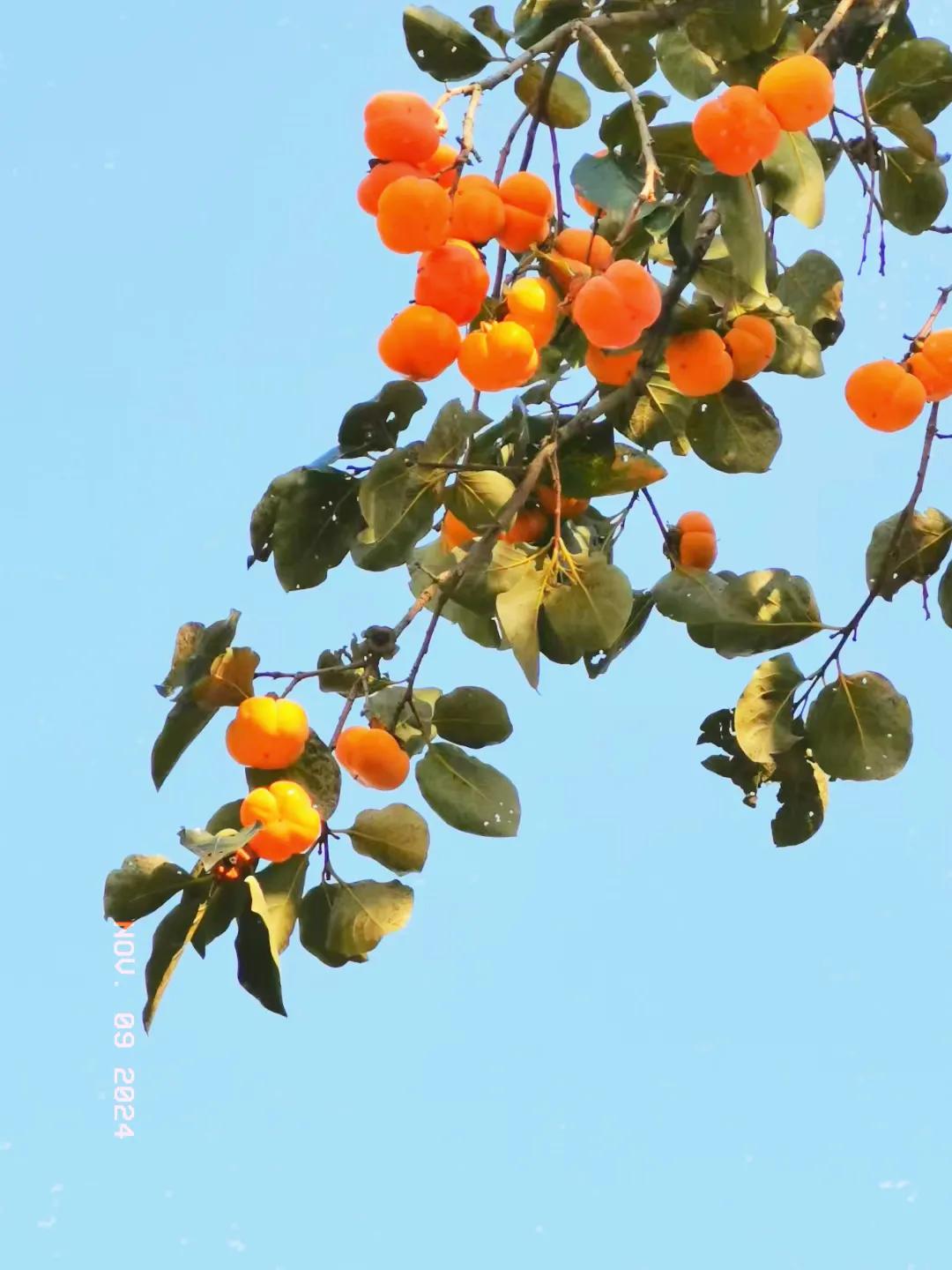 #分享随手拍金黄色的树叶#
柿柿如意，柿柿顺心