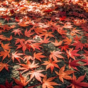 小柒爱闹