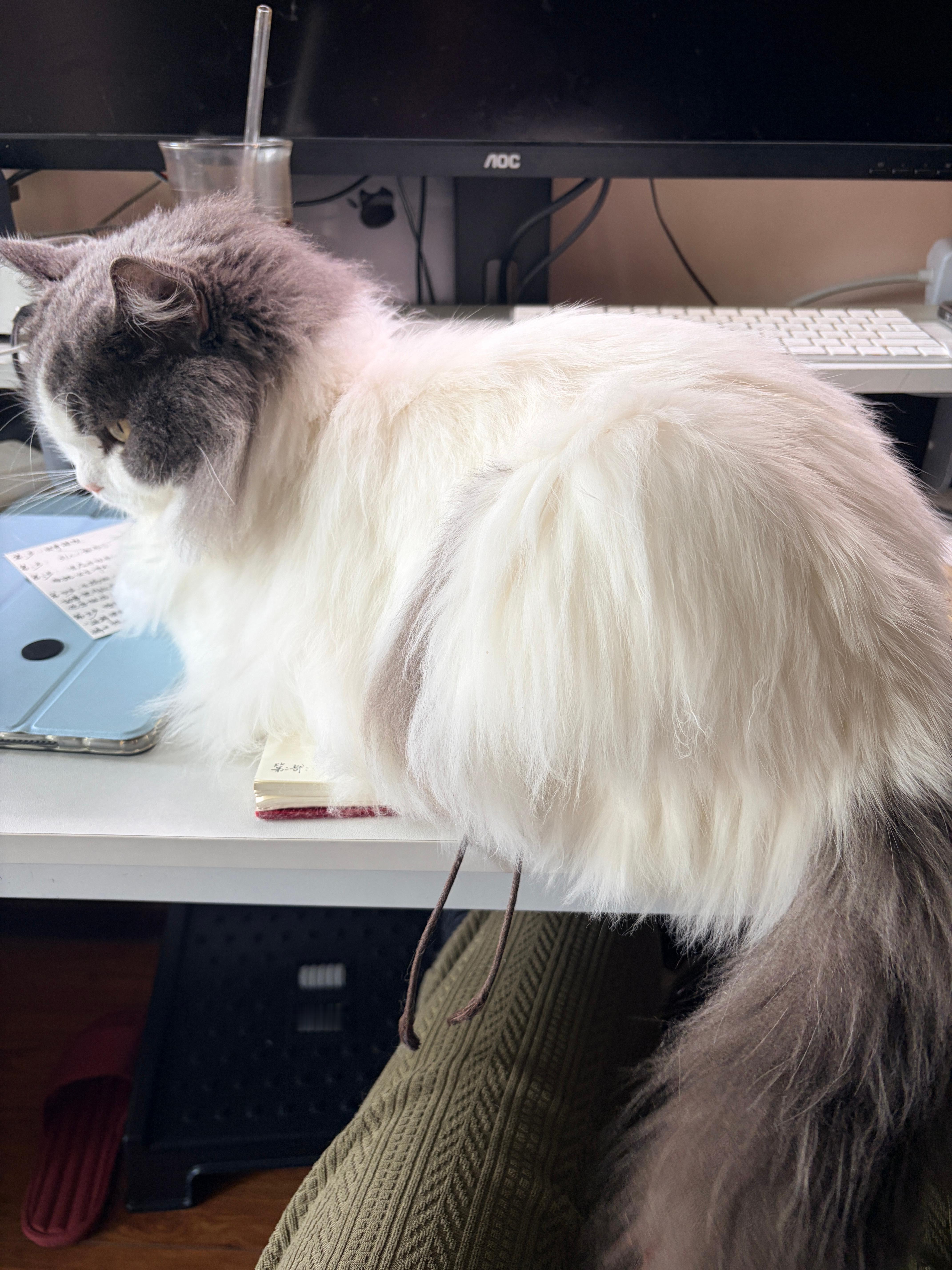 把你养这么肥，成天压我作业本🙄 