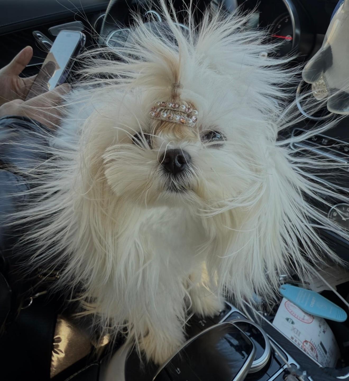 一身聚酯纤维的我怎么敢碰纯毛的你别说不敢碰纯毛的了，一身聚酯纤维的我走到哪都有静