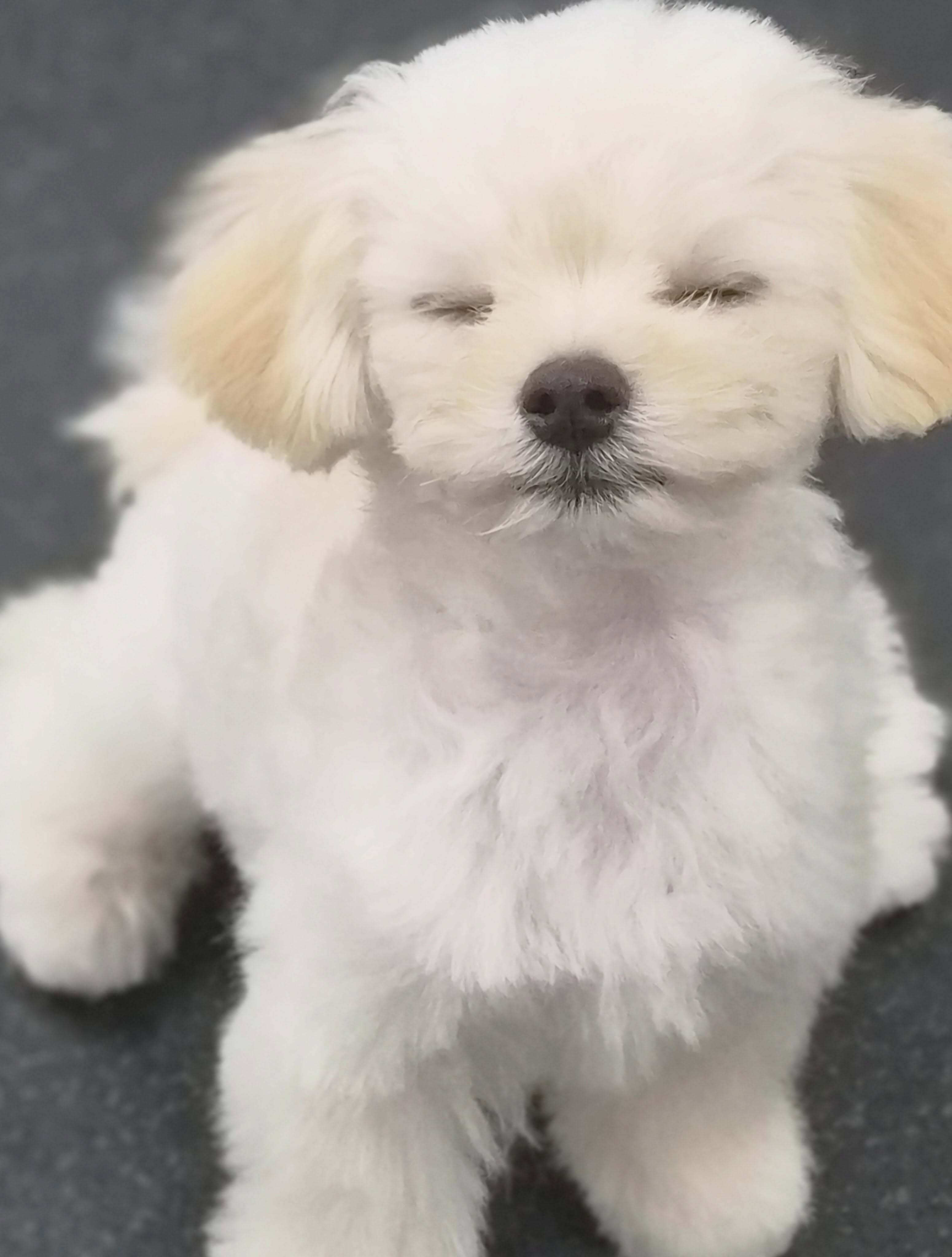 真波妞假波妞啊咱妞妞这个耳朵戴假发片了吗 