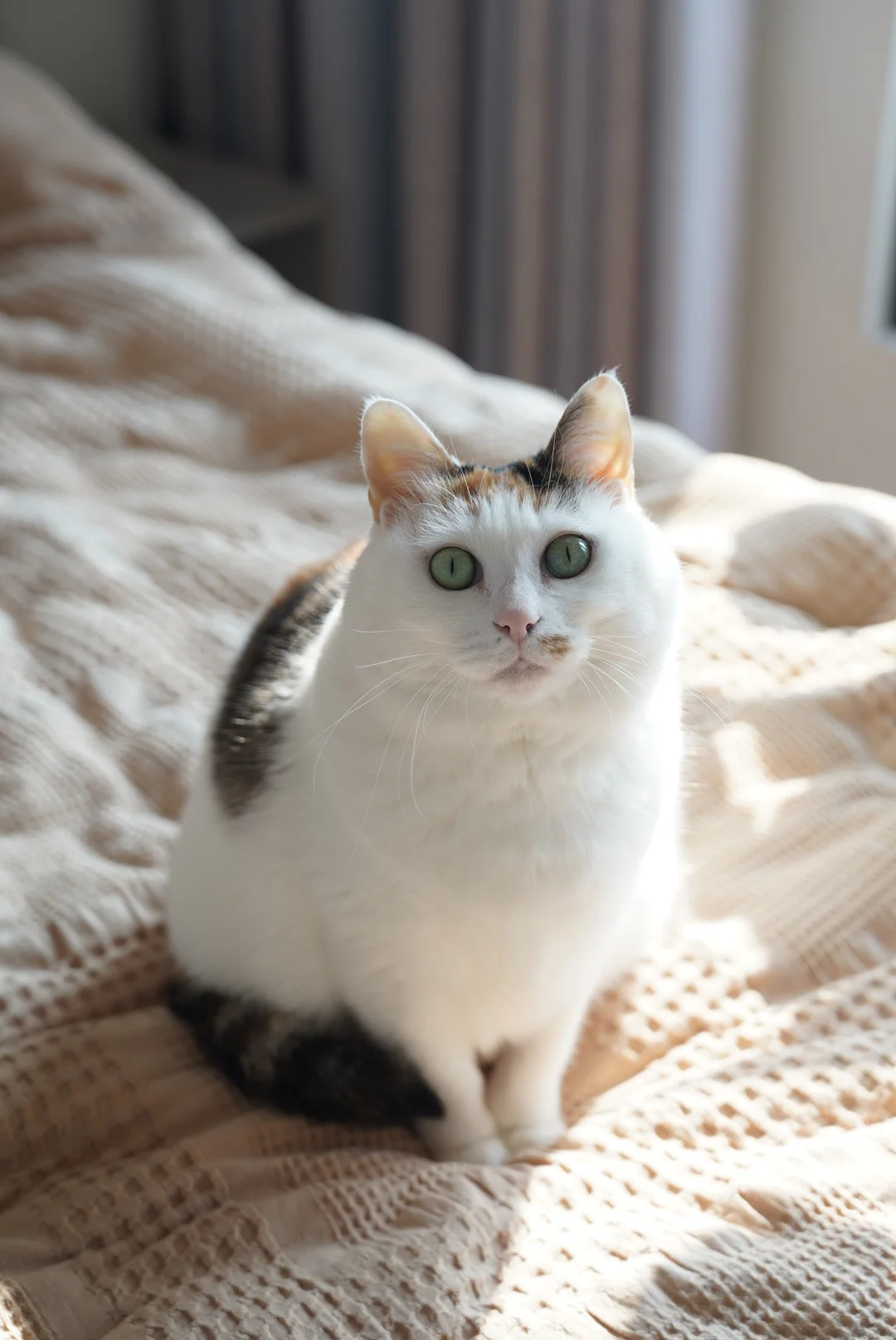 谁懂，它看着好像一个乖乖闺女