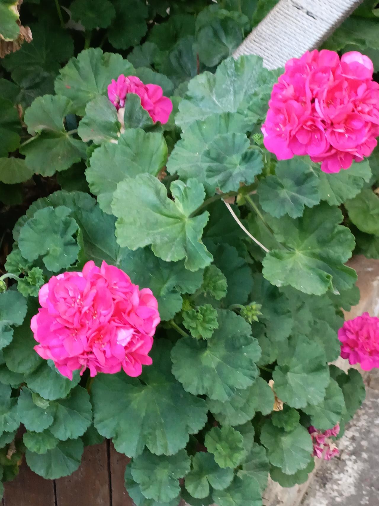 晒晒随手一拍美丽的花朵