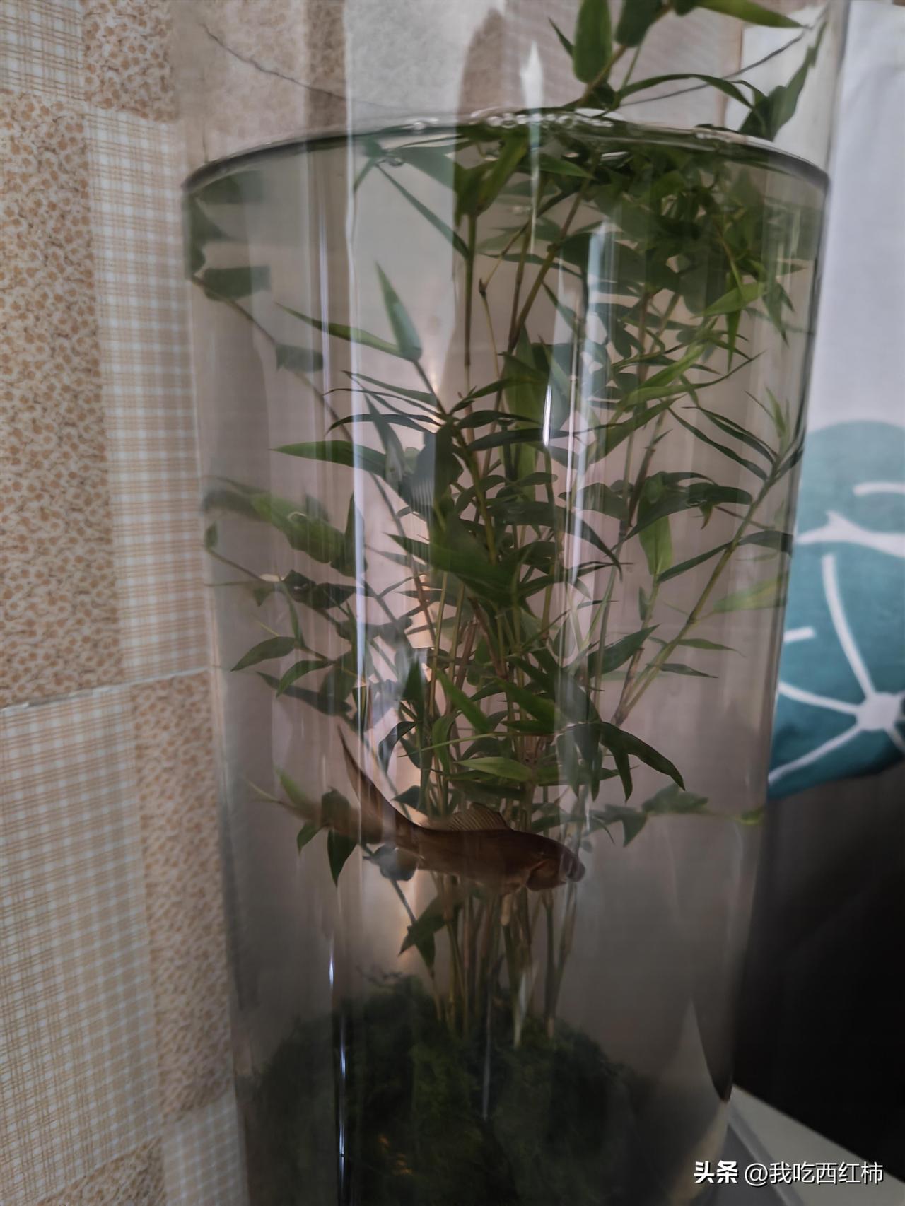 免费的东西不要拿…
​起因是我女儿在广场领了一条免费的小鱼，好几天都没死，我就给