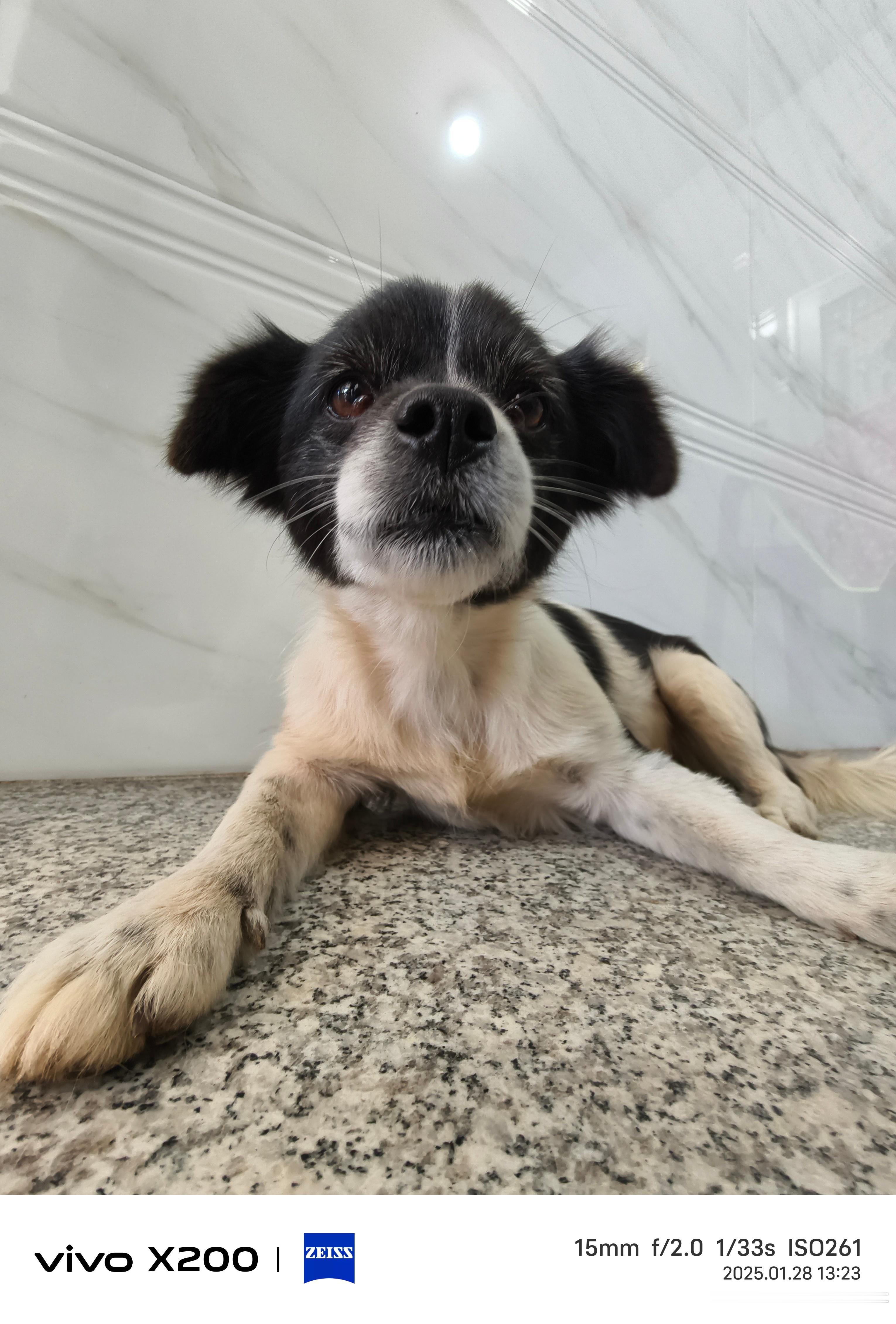 超绝农村土狗写真照[春游家族][春游家族]今年回去家里居然养了三只狗狗[思考]还