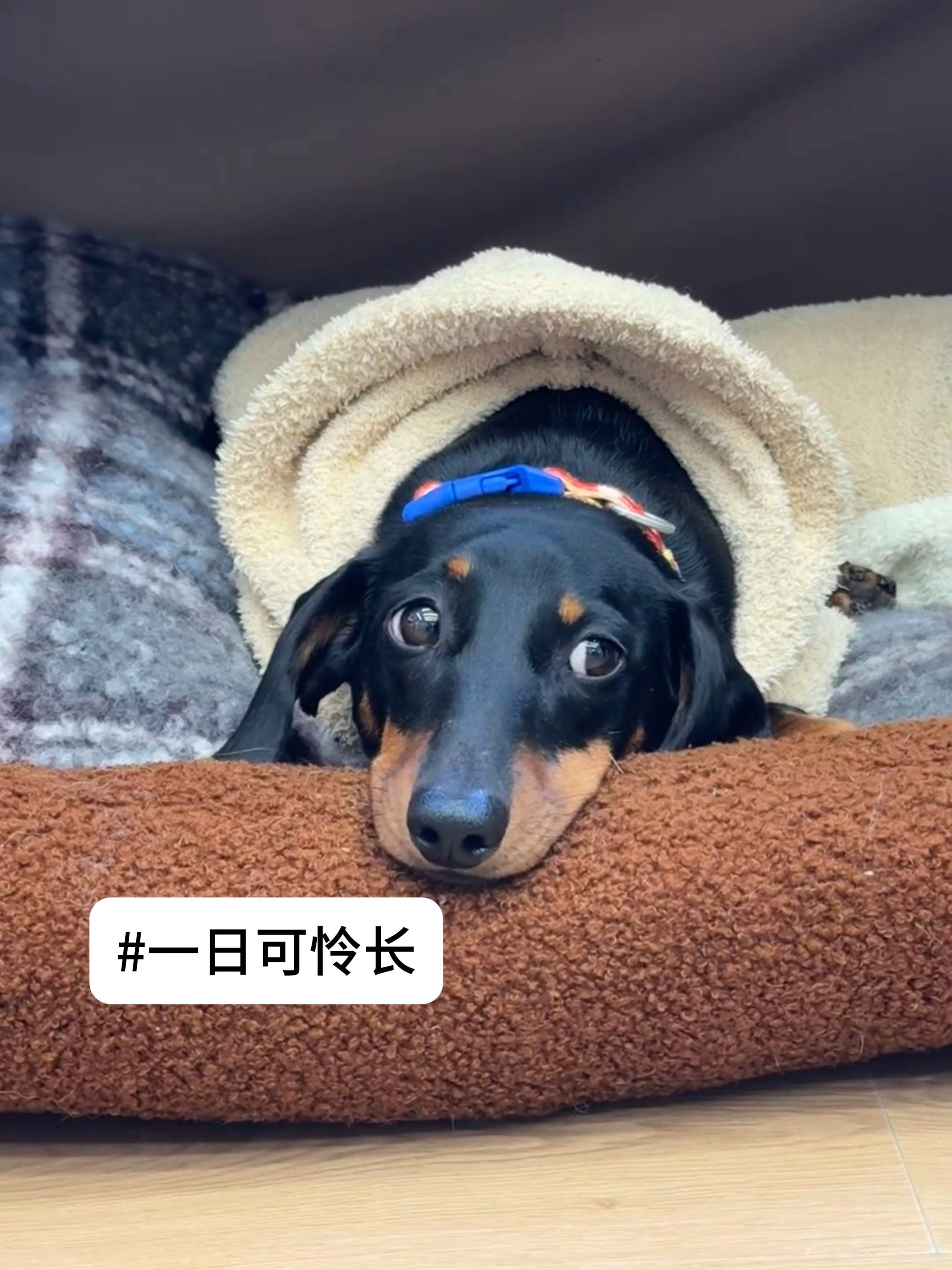 于是小狗把手摊开允许一切流走，小狗一滴泪的重量取决于落在谁的心间，小狗以后只流幸