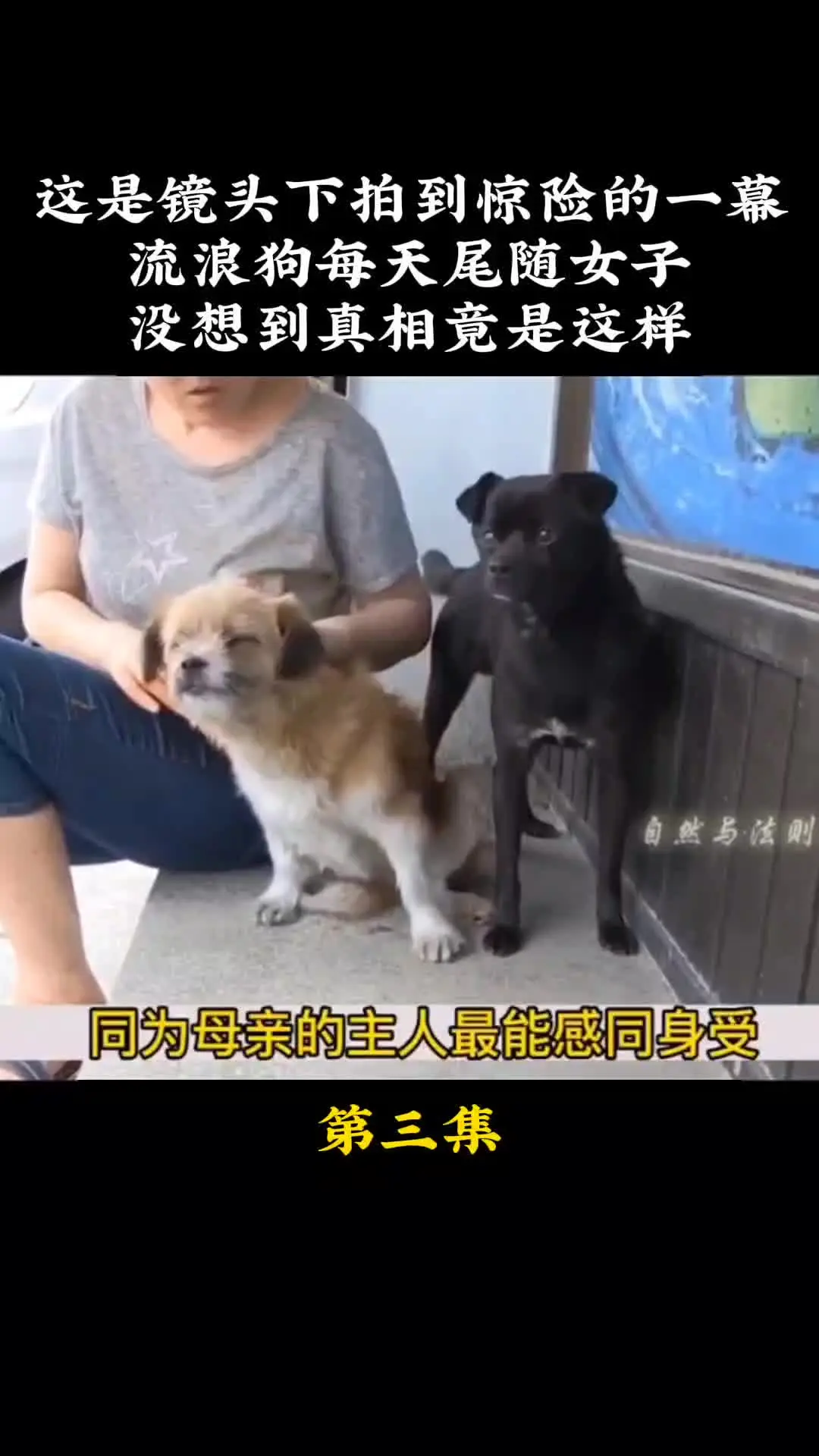 动物的迷惑行为 动物世界 我的观影报告