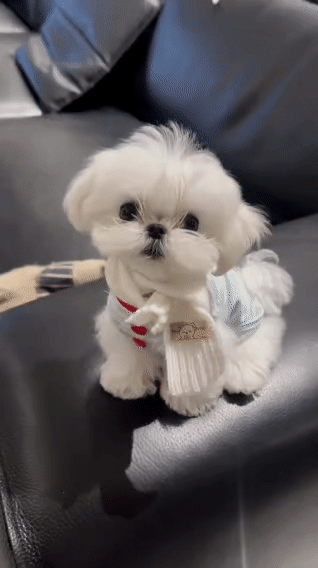 谁能拒绝一只会歪头杀的马尔济斯！心都化了
 
谁懂啊！这只穿小衣服、戴围巾的马尔