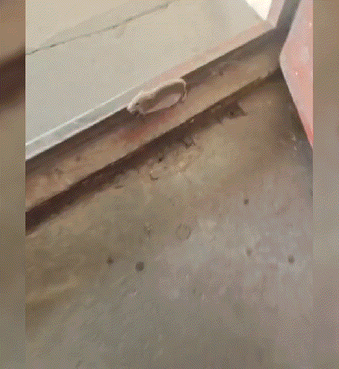 网友:这小老鼠死的好安详啊！