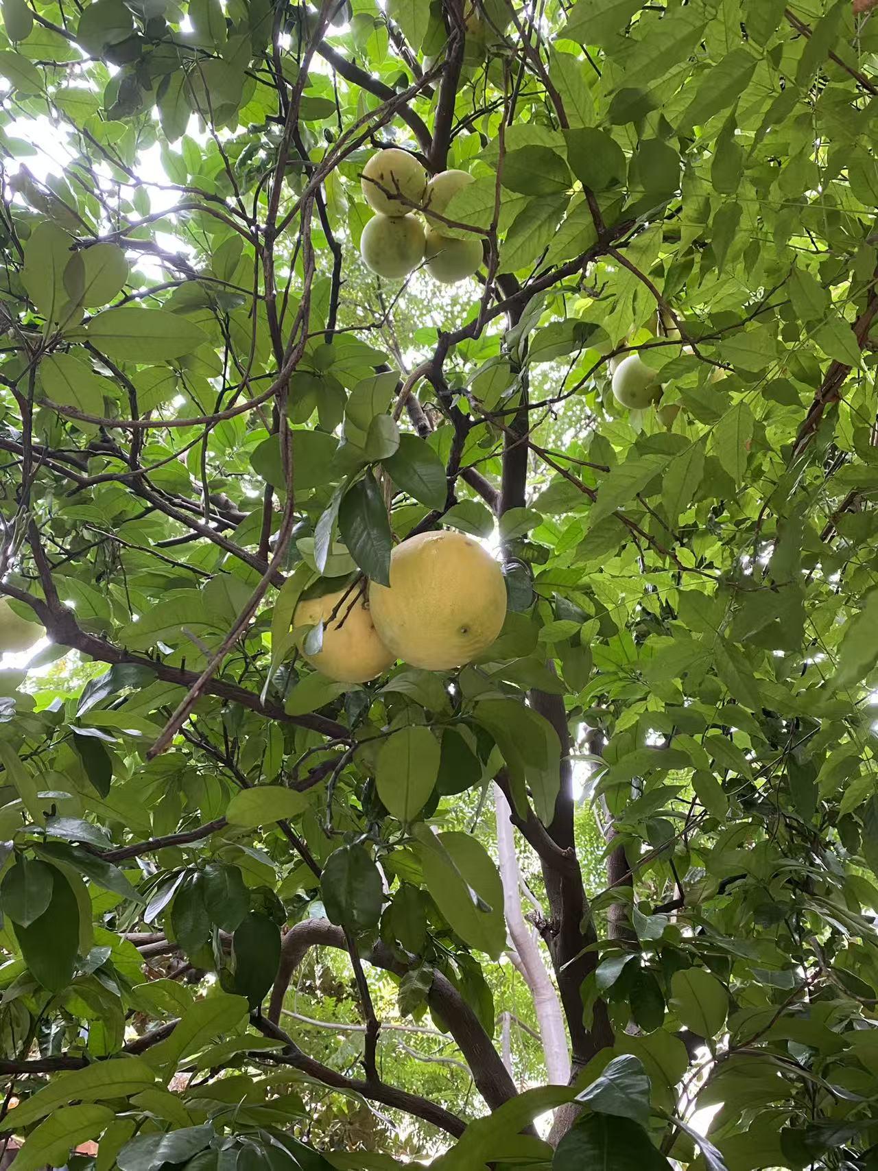 又一个个重要的考试报名开始了——研究生考试报名在15日~~24日进行，报名网站已