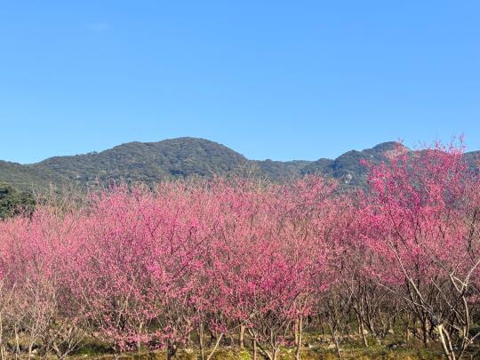春天的樱花景色 好美啊