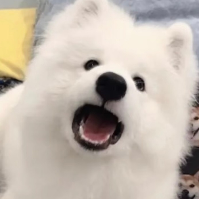 ՞ ⦁ ᴥ ⦁ ՞ 