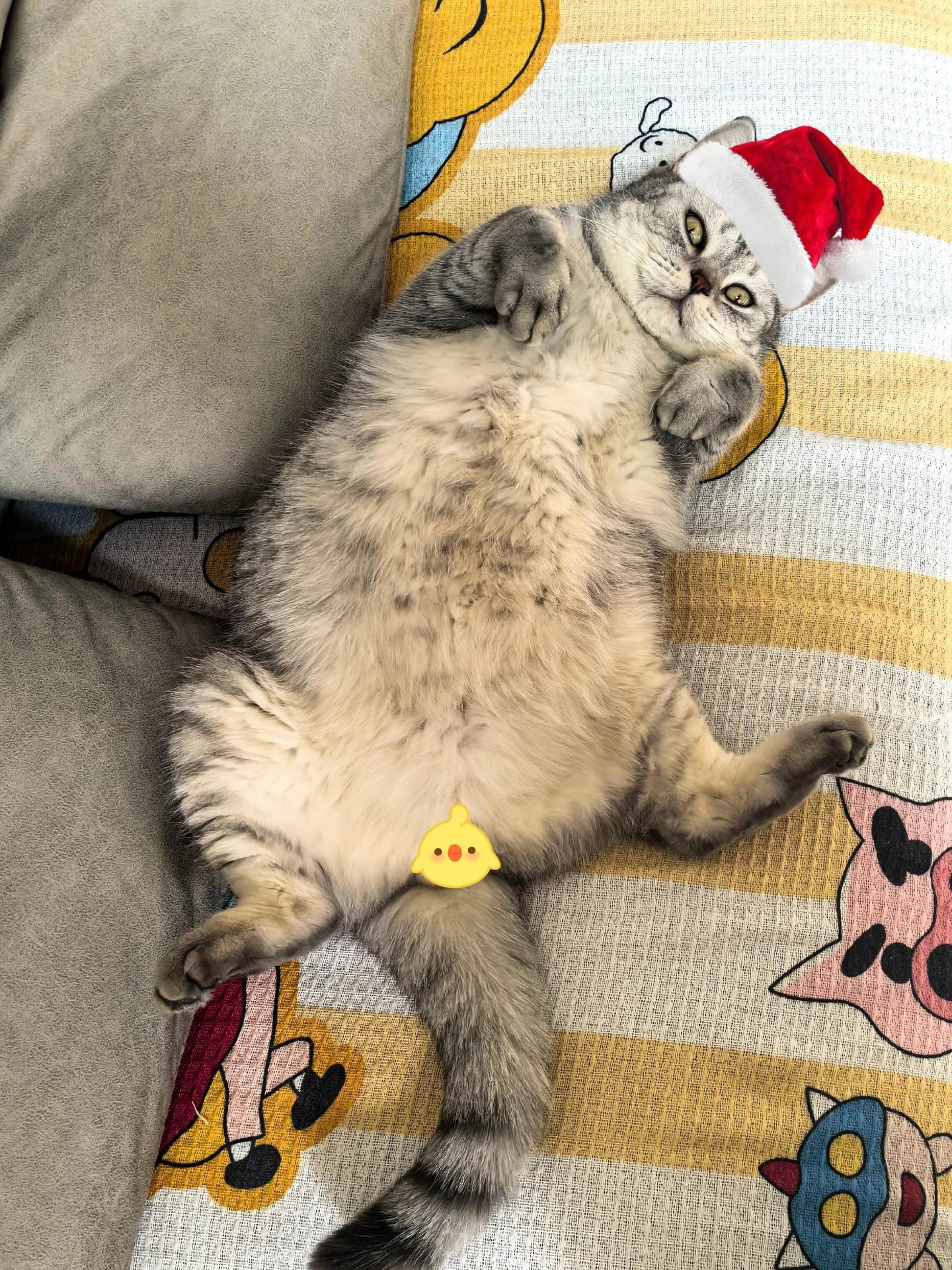 小猫过圣诞