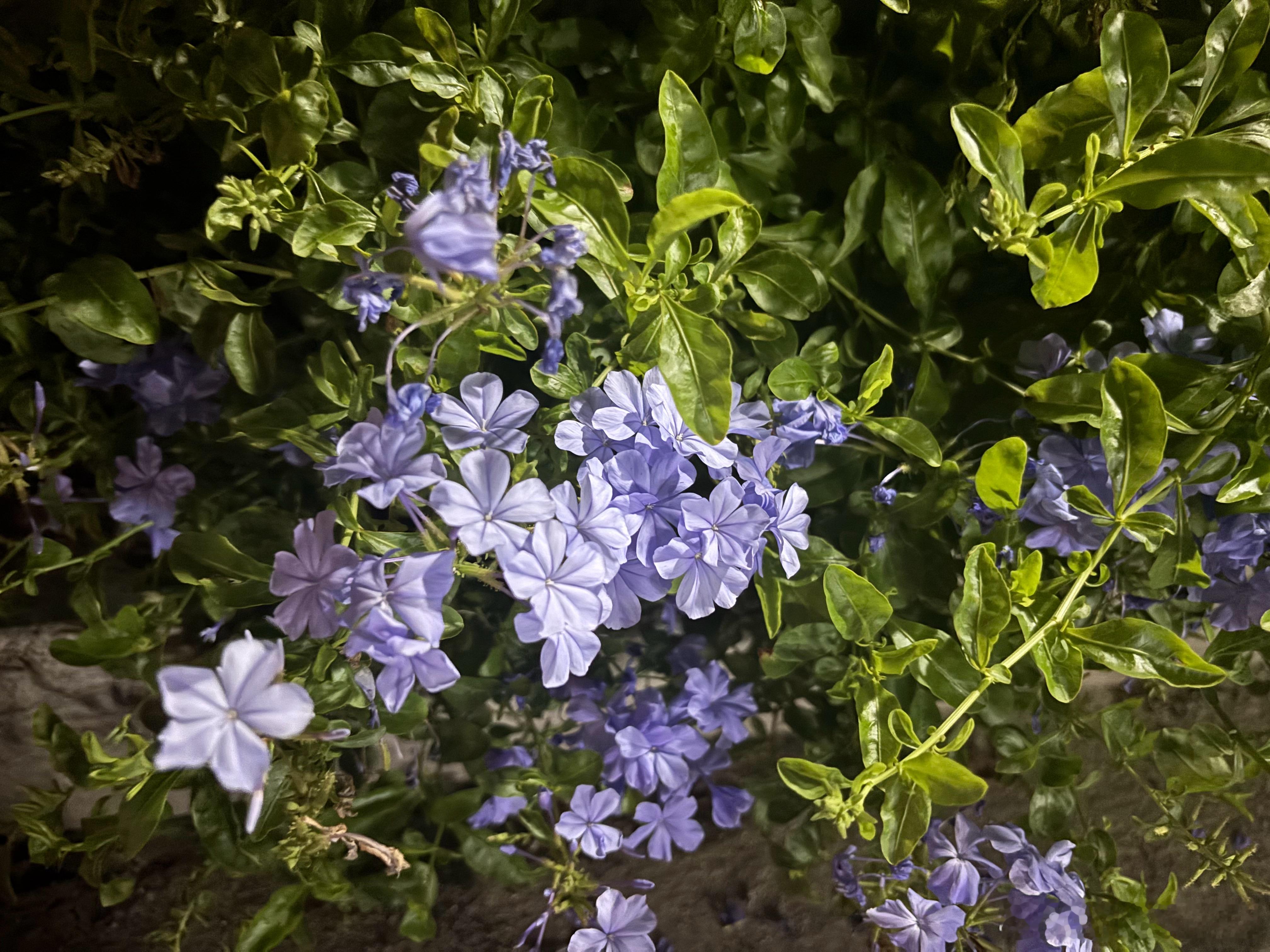 积蓄千日力量，只为一朝花开，步履不停，终会万丈芳华。 