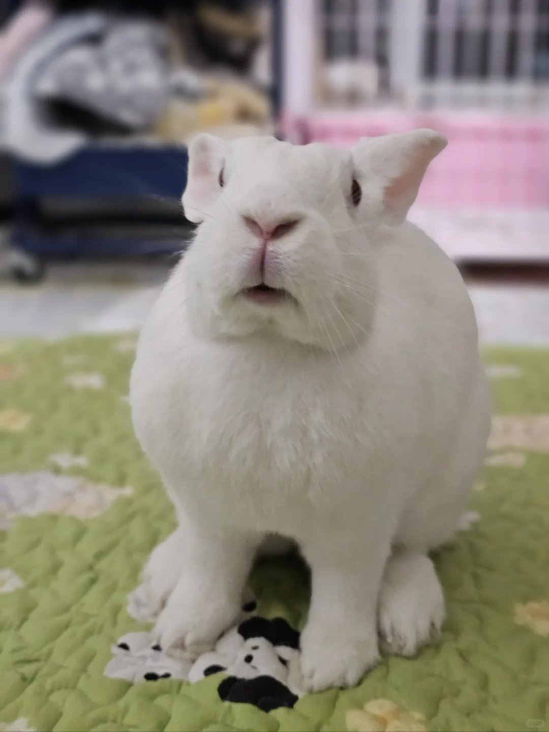 白白胖胖傻傻乎乎