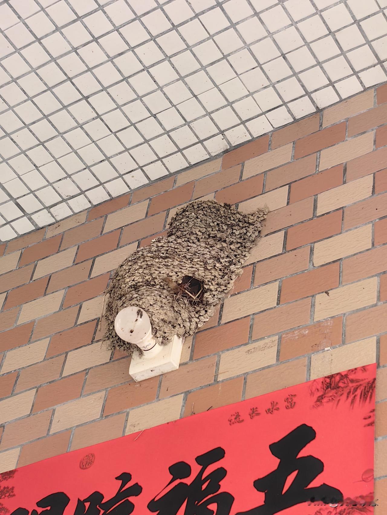 我惊奇地发现，在邻家大嫂家门口的屋檐下，筑有一个复式的燕子窝，不由赞叹这燕子聪明