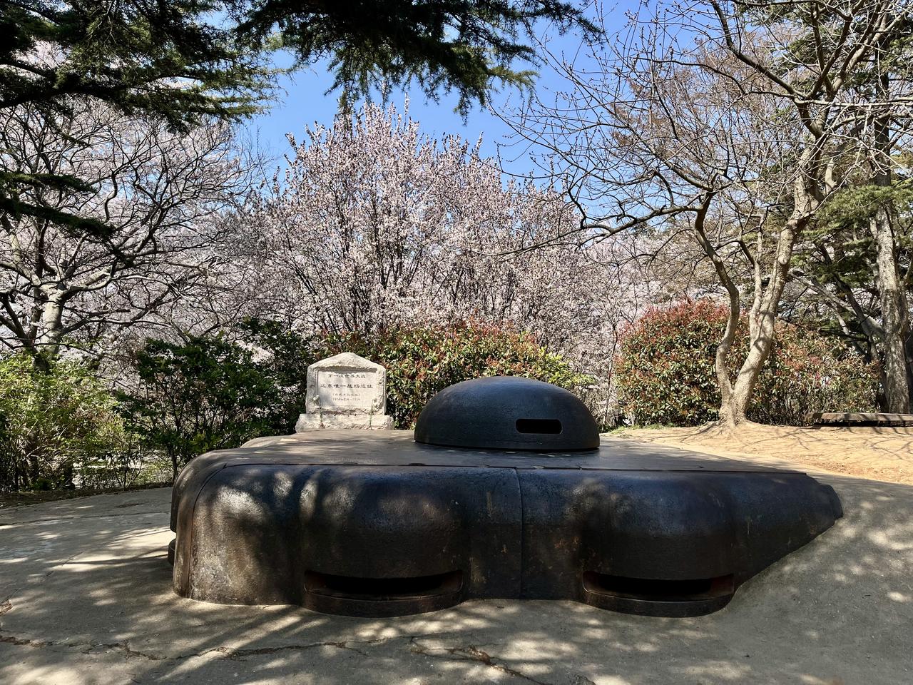 又是一年樱花开——青岛的樱花开了！