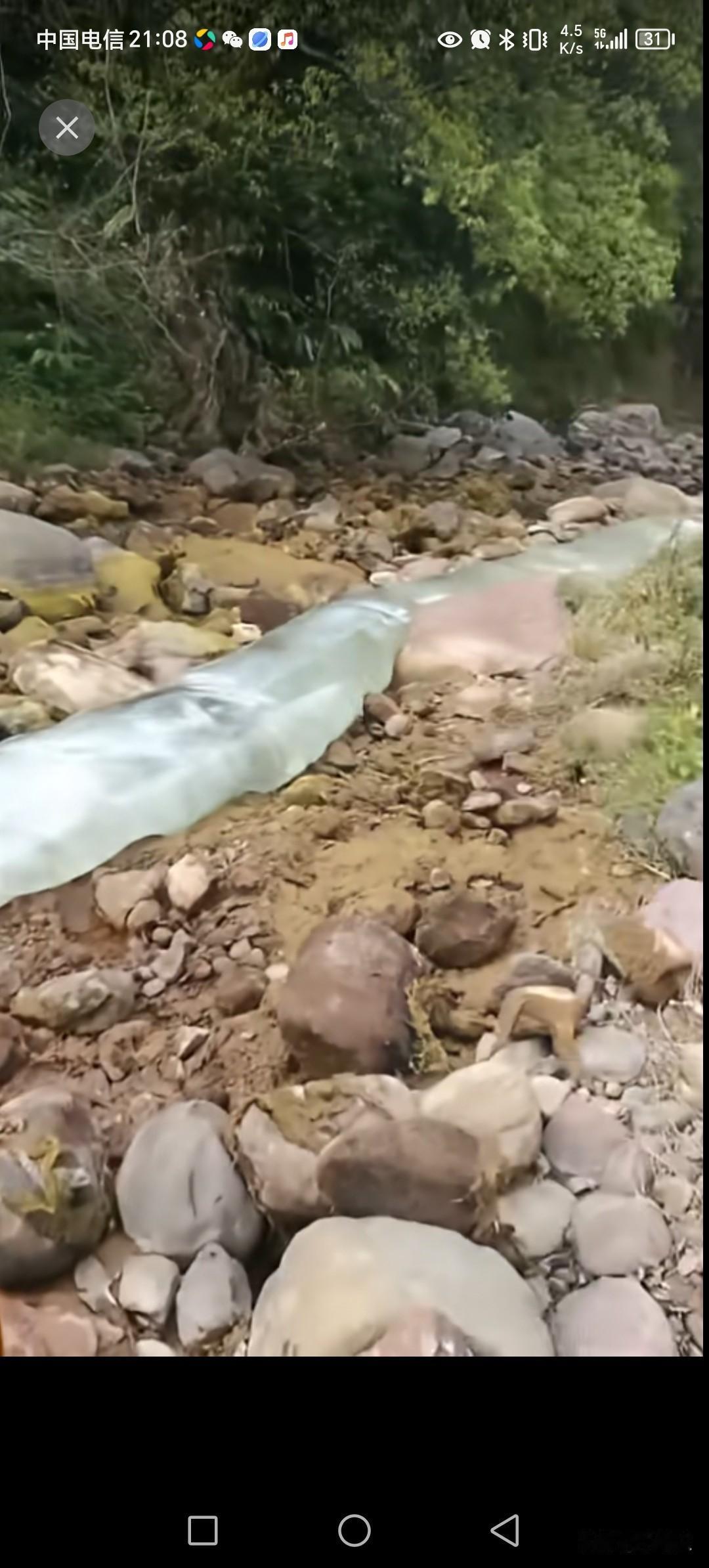 为了抓野味溪鱼，居然把整条战溪水都套起来。
这操作会对生态影响很大。
整条河溪的