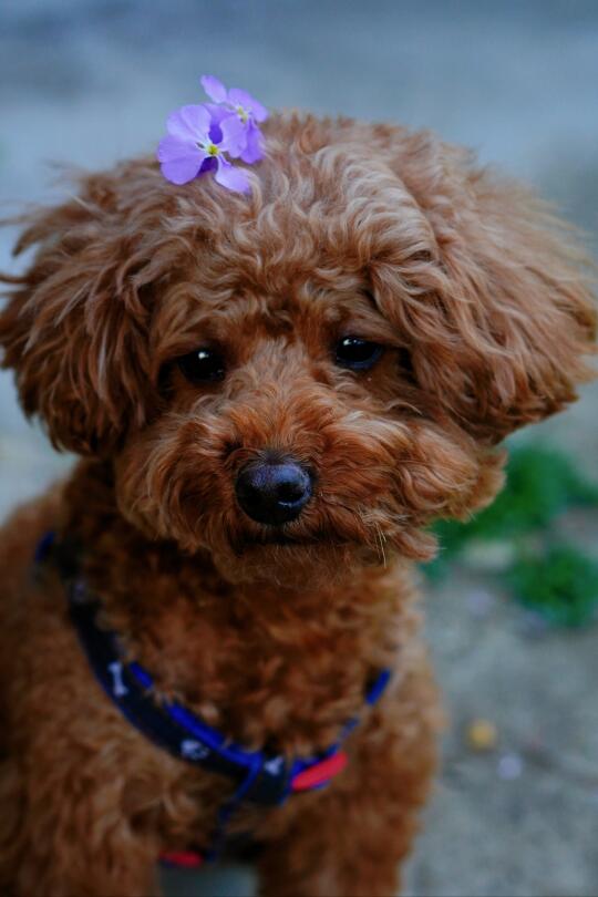 相当配合的🐶狗模特