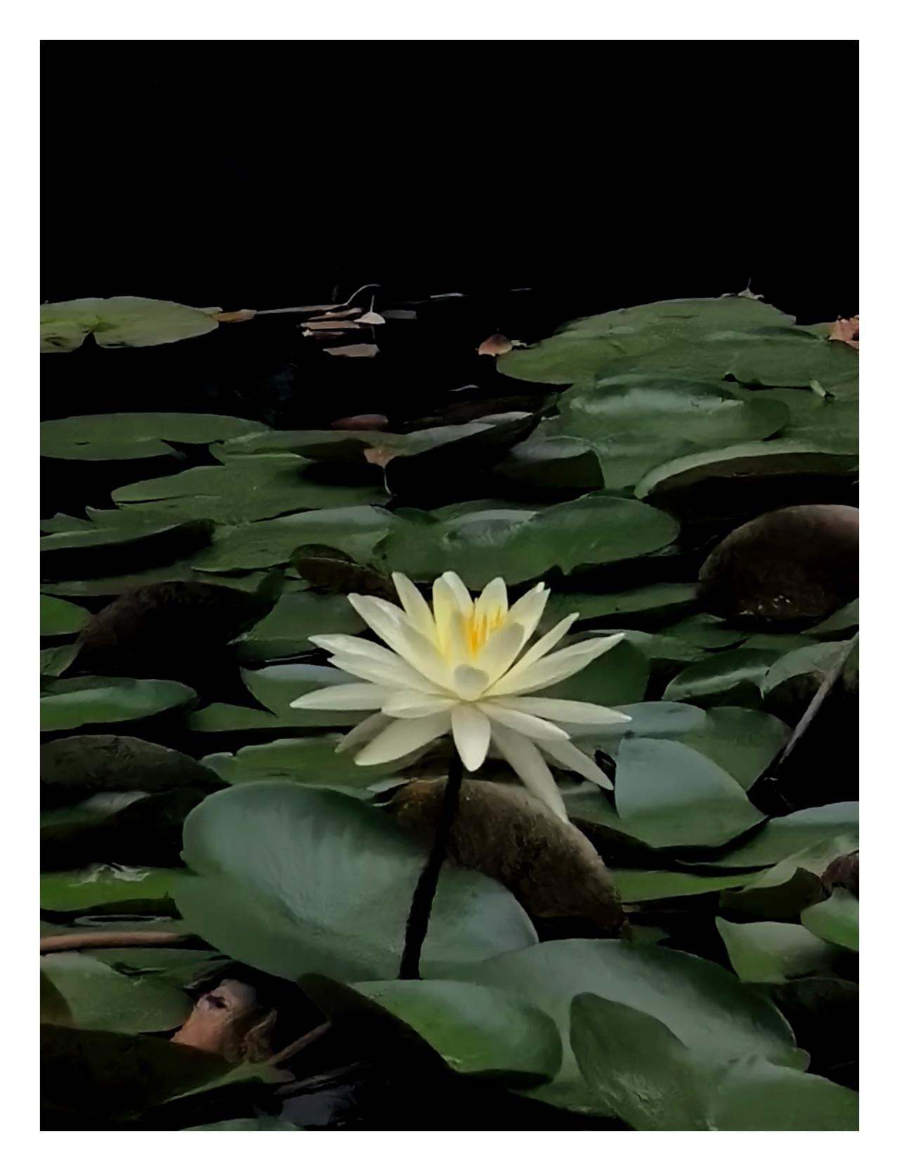 【老蒋谜艺（243）】
​谜面:轿车关了马达
谜底:骄
解读:马达，就是通常所说