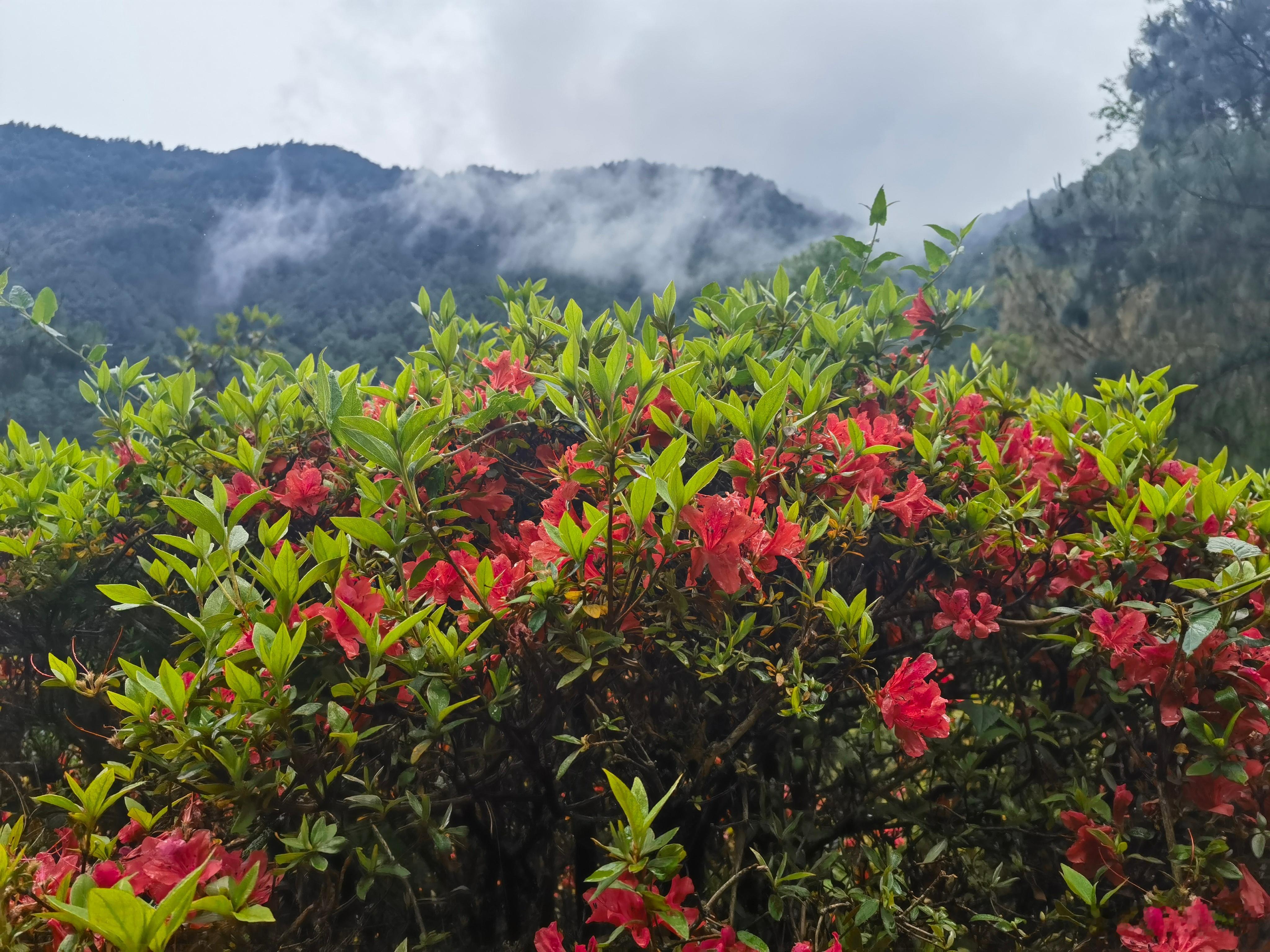 杜鹃花开。 ​​​