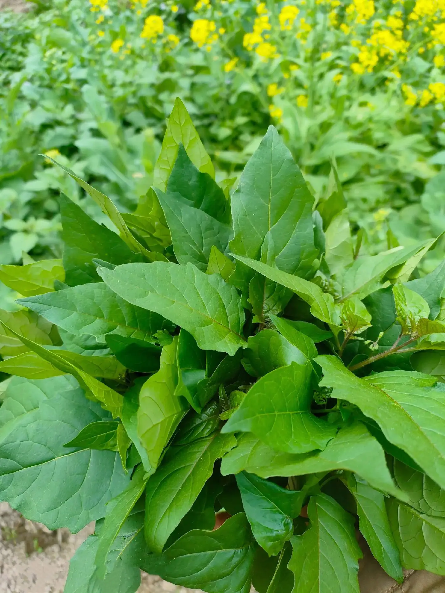 这段时间天天吃青菜，现在青菜吃完了，只能吃野菜了😂