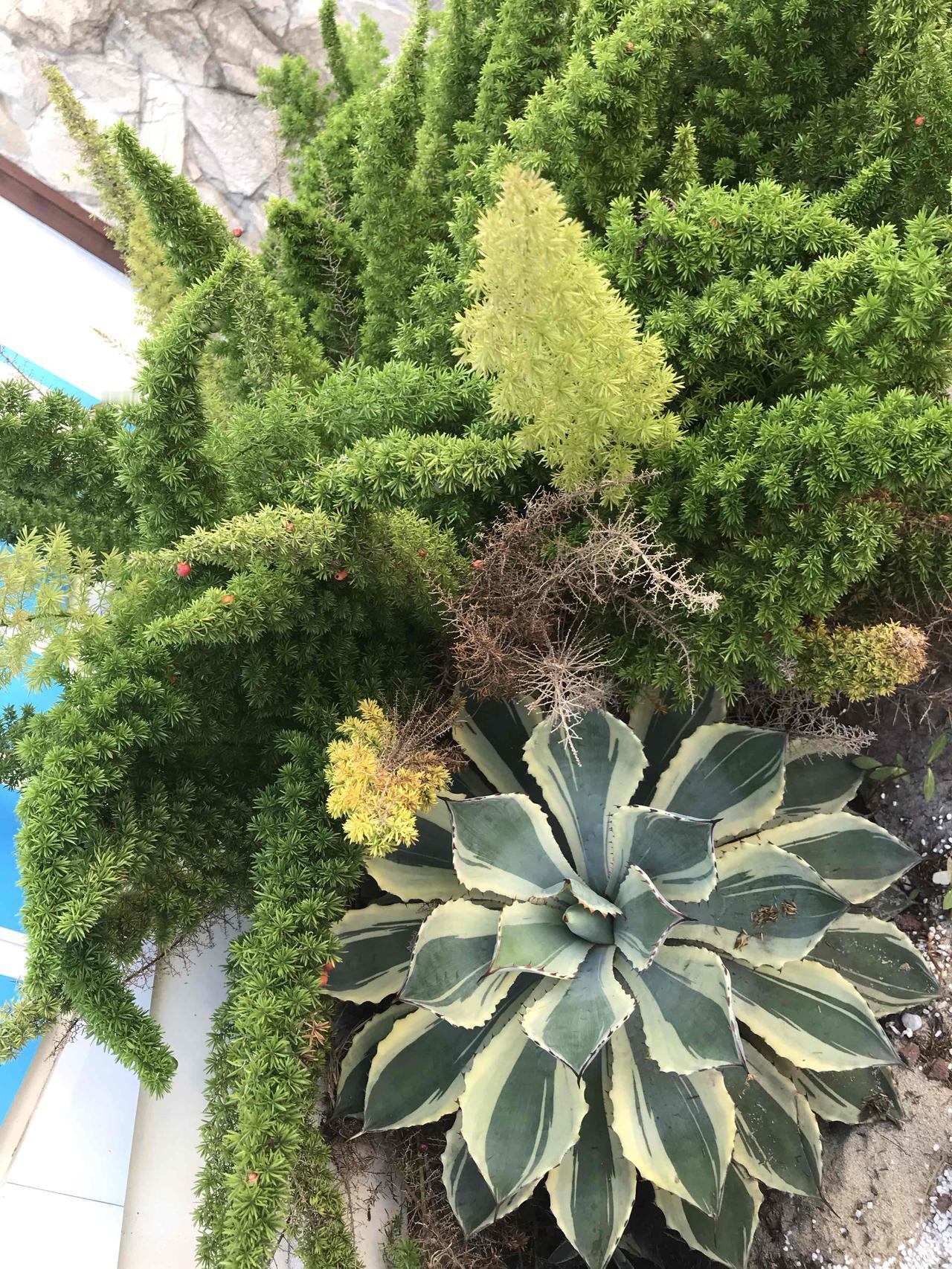 🌿 「生命的拼图」：当针松的锋芒、龙舌兰的宽厚与枯枝的静默共生，自然以参差的姿