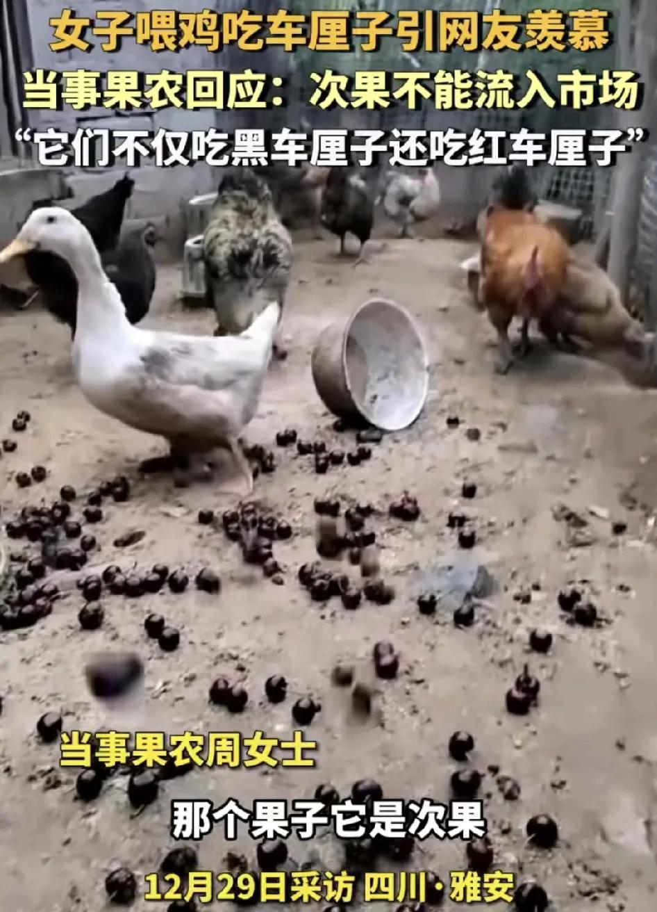 12月29日，四川雅安一女子晒出家里的鸡眼被喂吃车厘子引发广大网友的羡慕。主人称