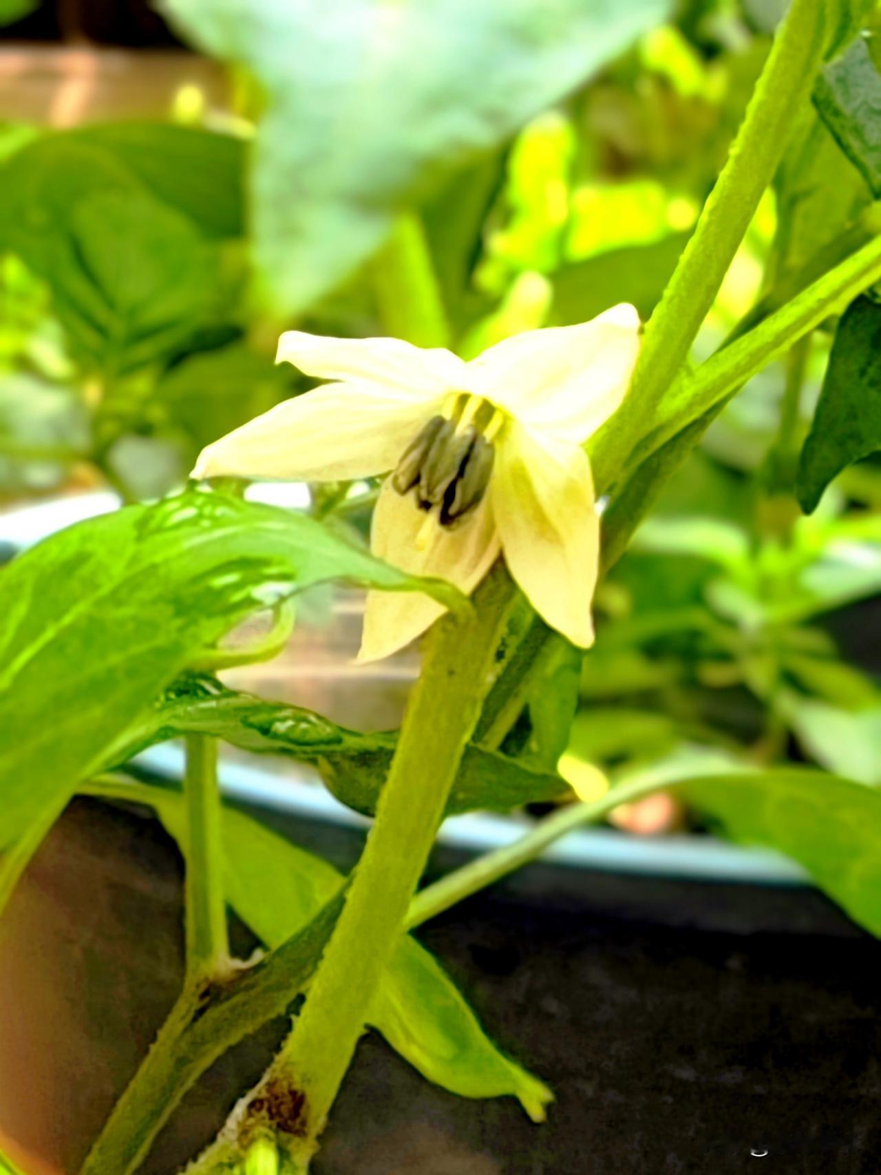 辣椒花，小巧、洁白、素雅，在绿叶间低着头静静绽放着属于自己的锋芒。它不像玫瑰那样