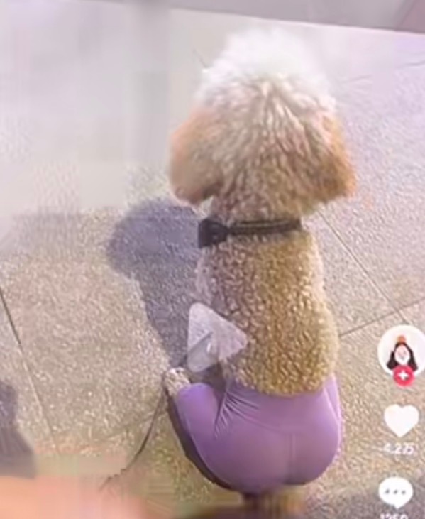 哎有点像那个什么 